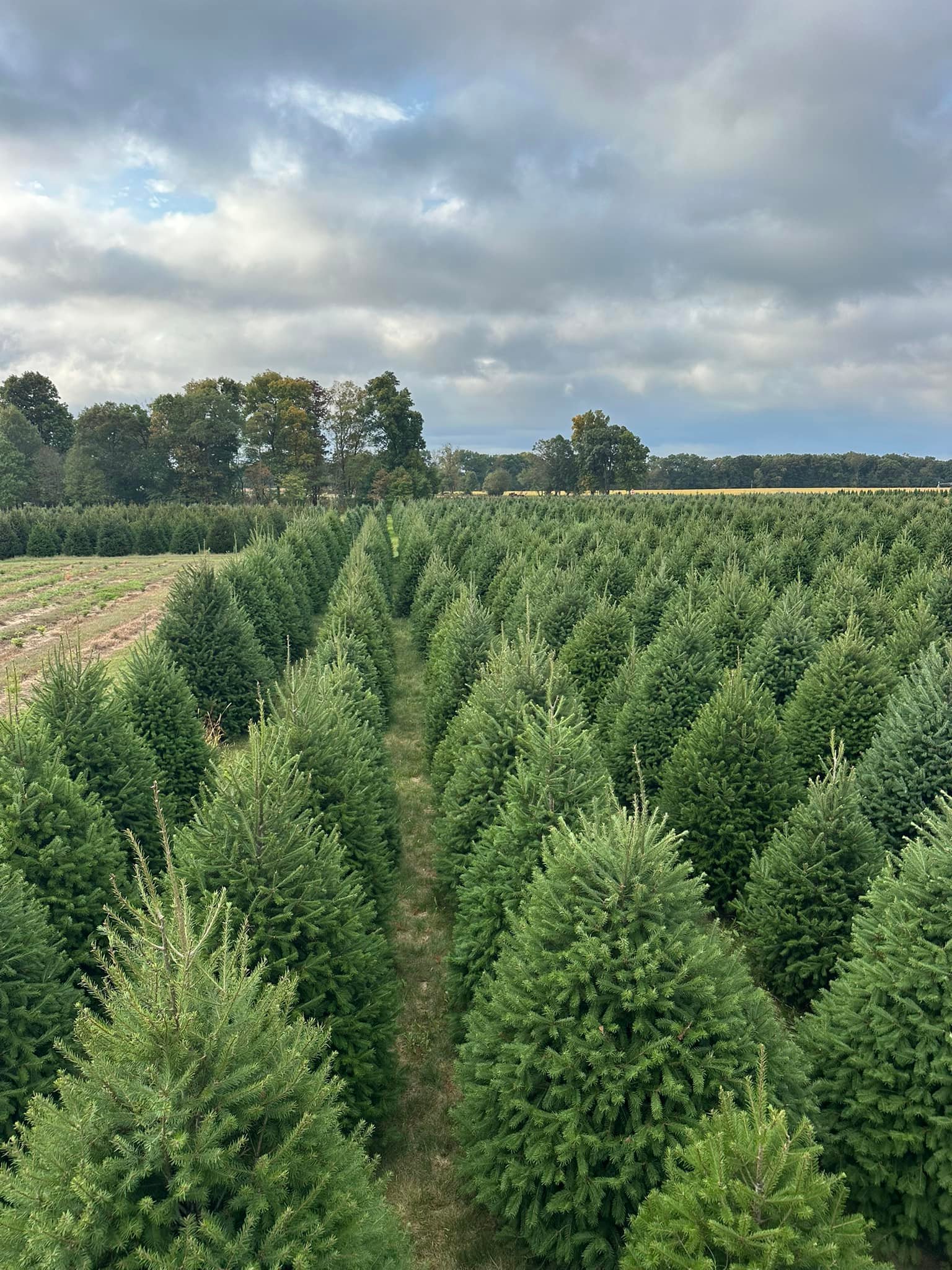 Exley's Christmas Tree Farm