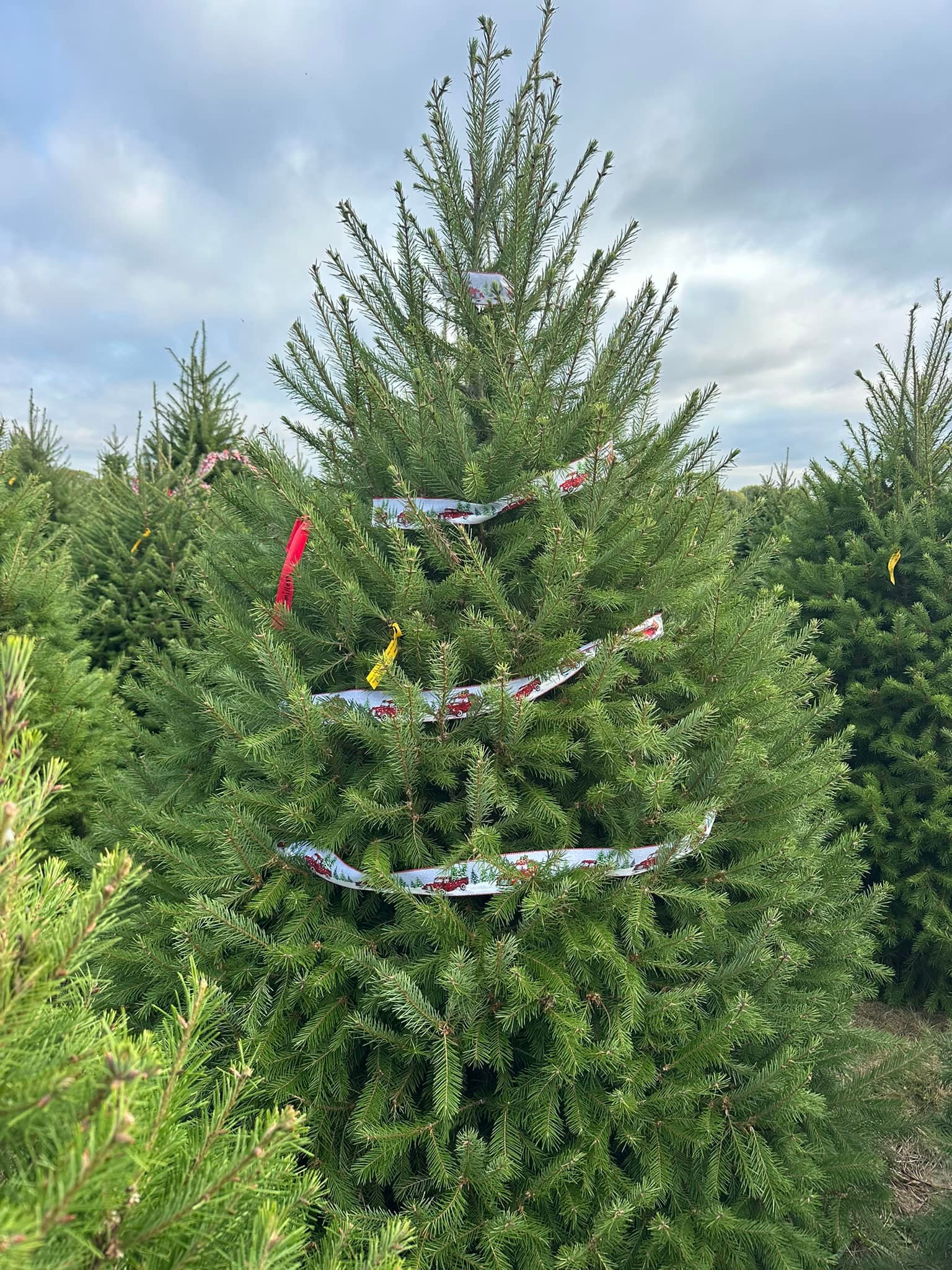 Exley's Christmas Tree Farm
