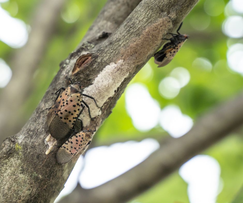 Delaware - Adult spotted lanternfly are reaching the point in their ...