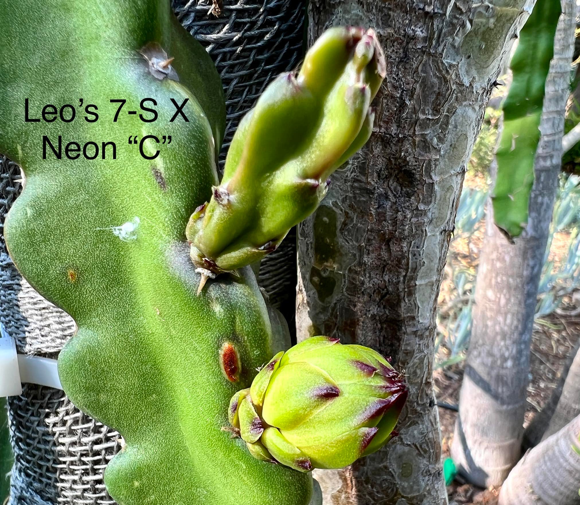 Unique characteristics of Leo's 7-S x Neon 