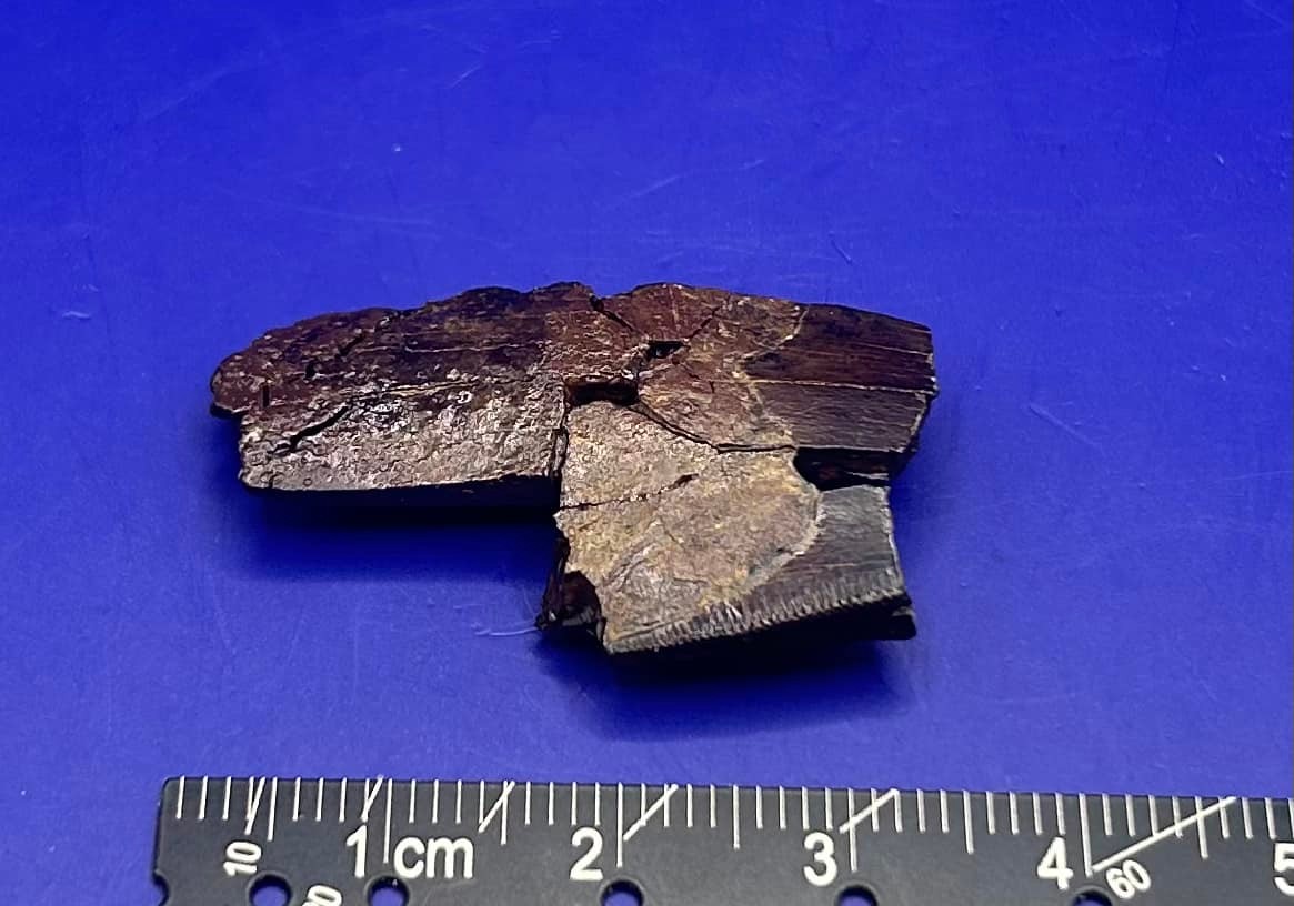 Reed Fossil Prep