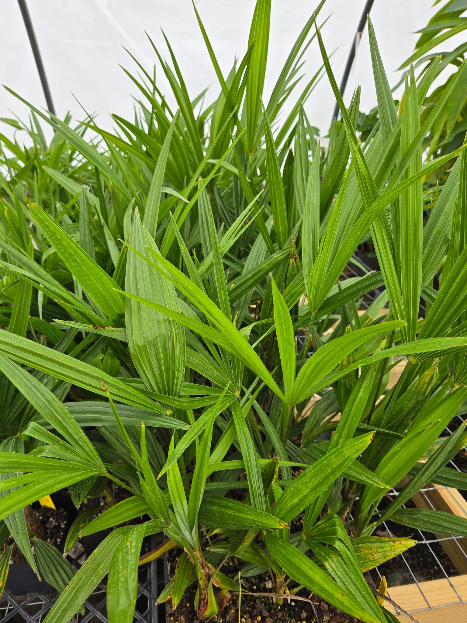 Trachycarpus fortunei 'Tesan' hardy windmill palm tree