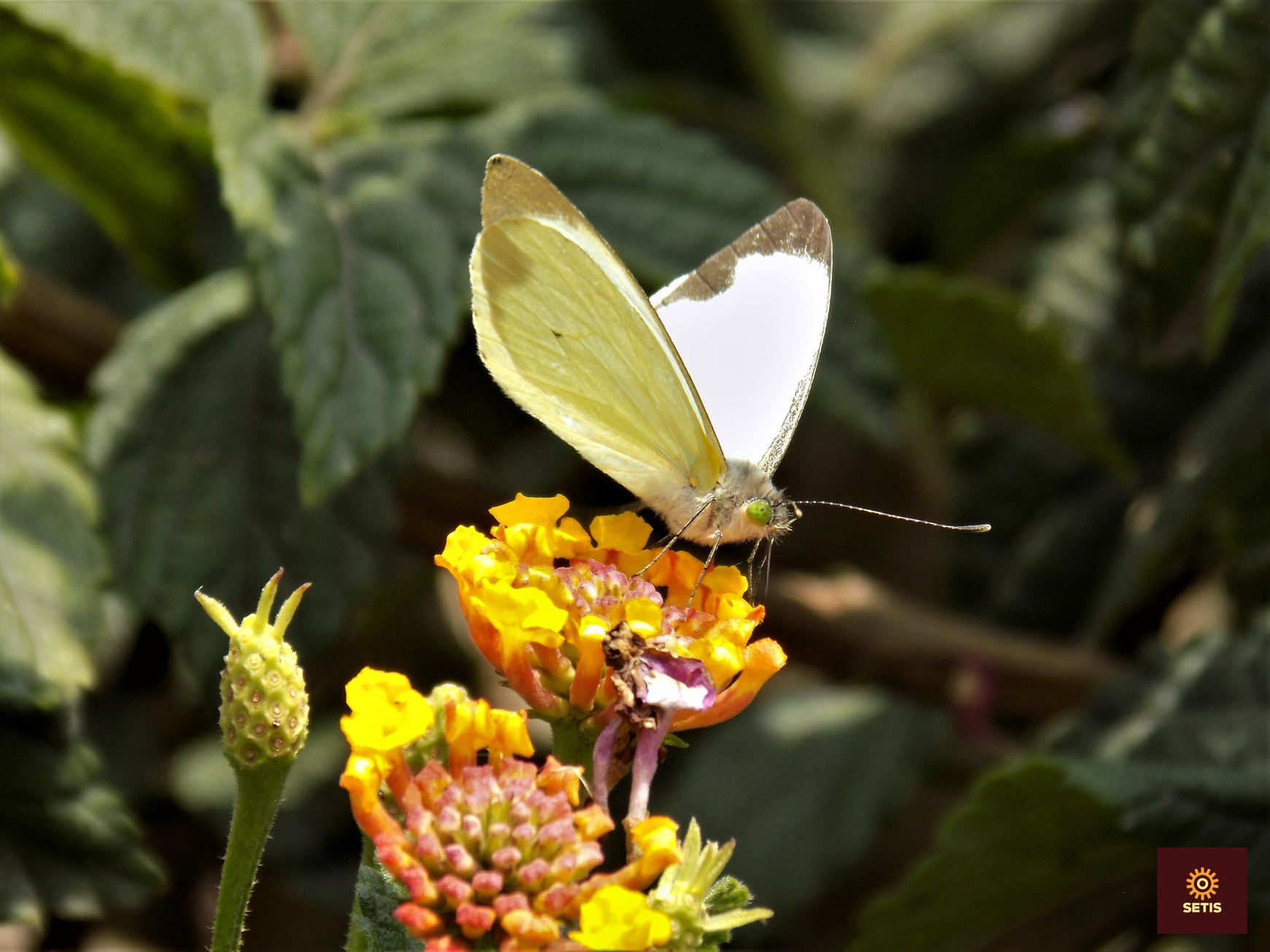 🌺🦋🌼 ... - Humedal Neuta Suacha