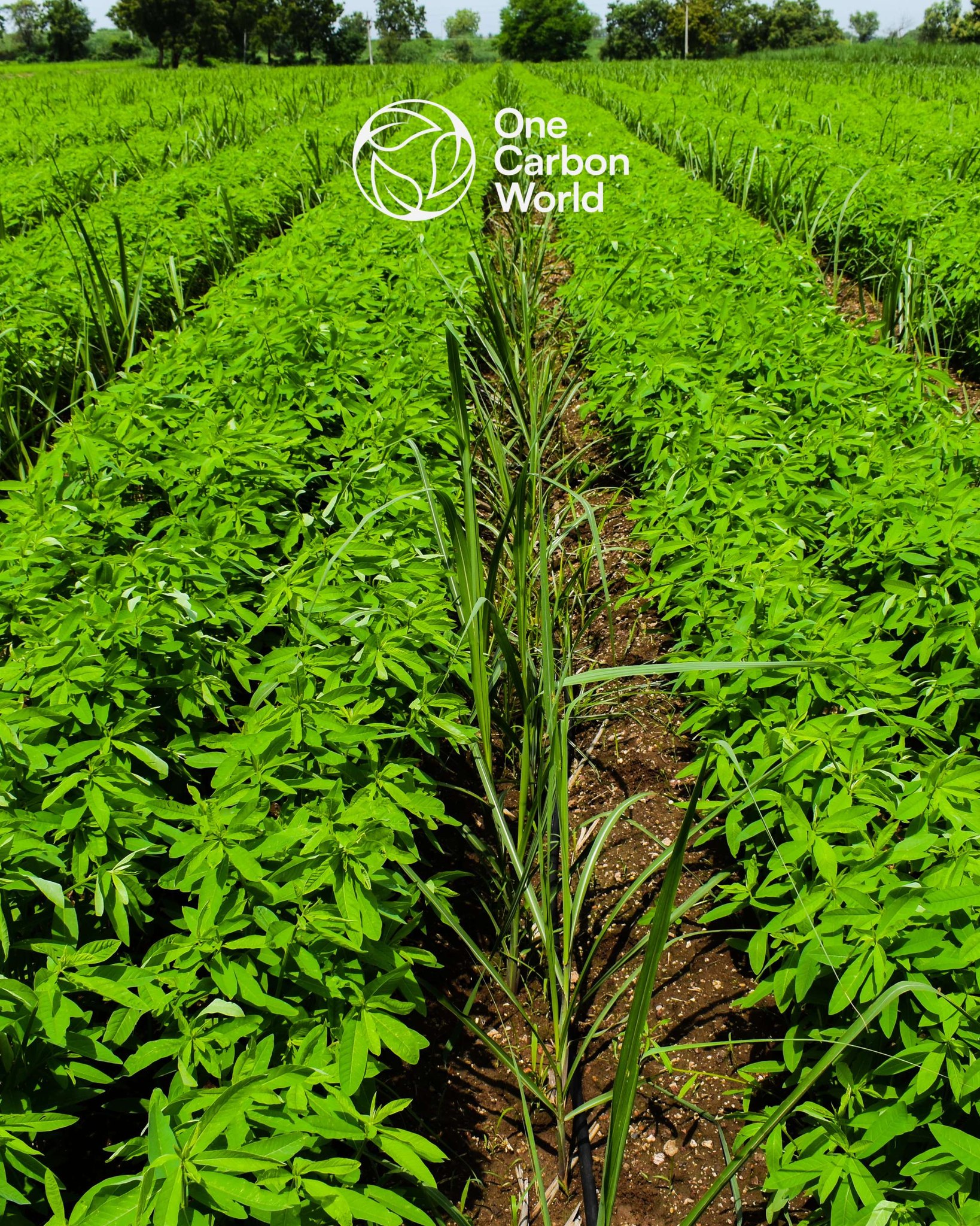 One - 🌍 Regenerative Agriculture helps mitigate climate change 🌱 ...
