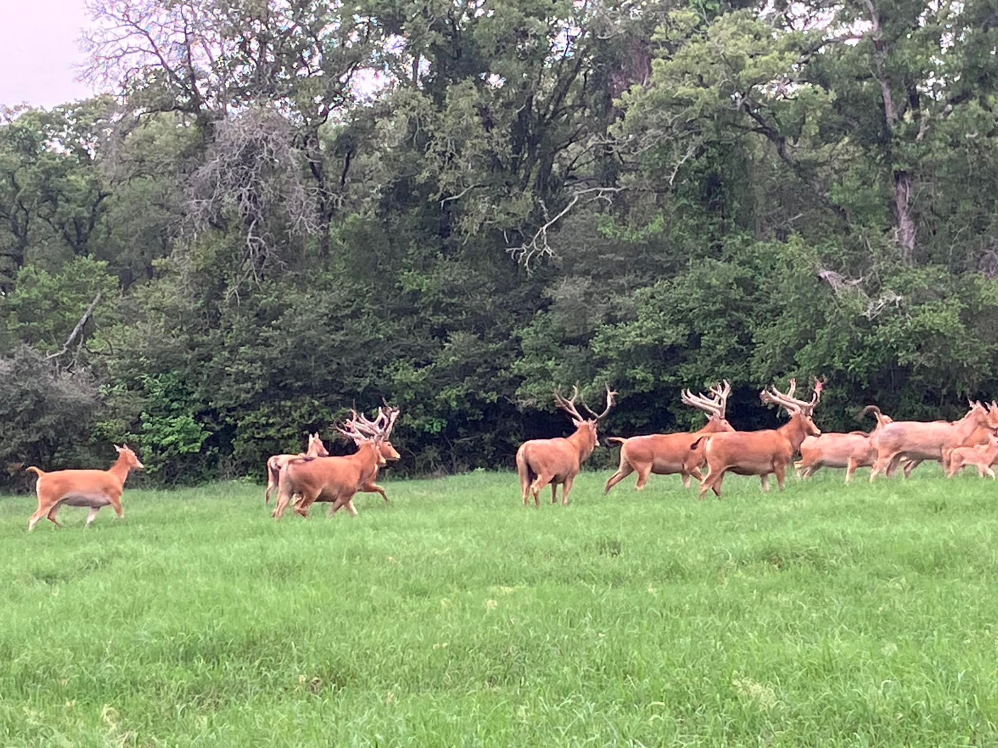 Beaver Creek Ranch | Milano TX