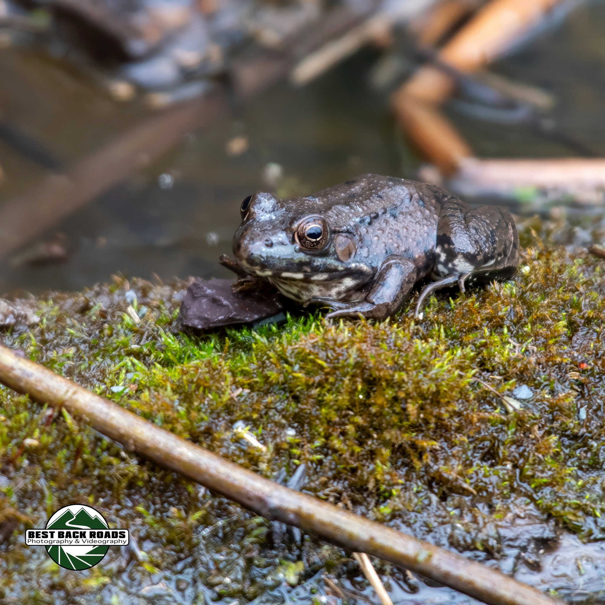 Green Frog (Rana clamitans) 03/06/2024
