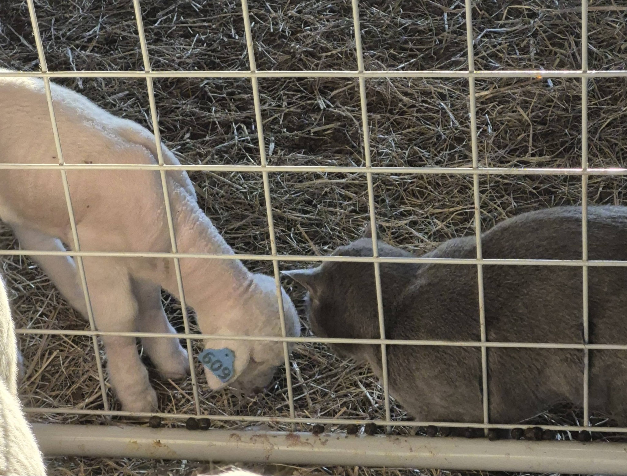 Red Ridge Farm