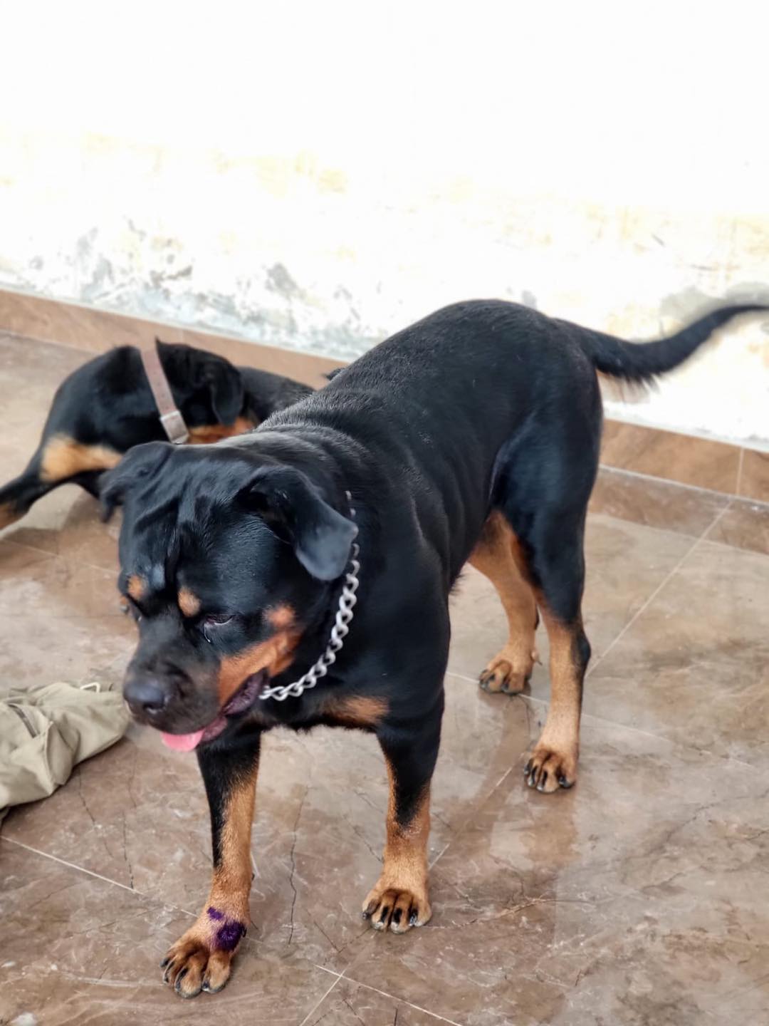 Available Fertile pedigree female... - Ghana Dog Breeders | Facebook