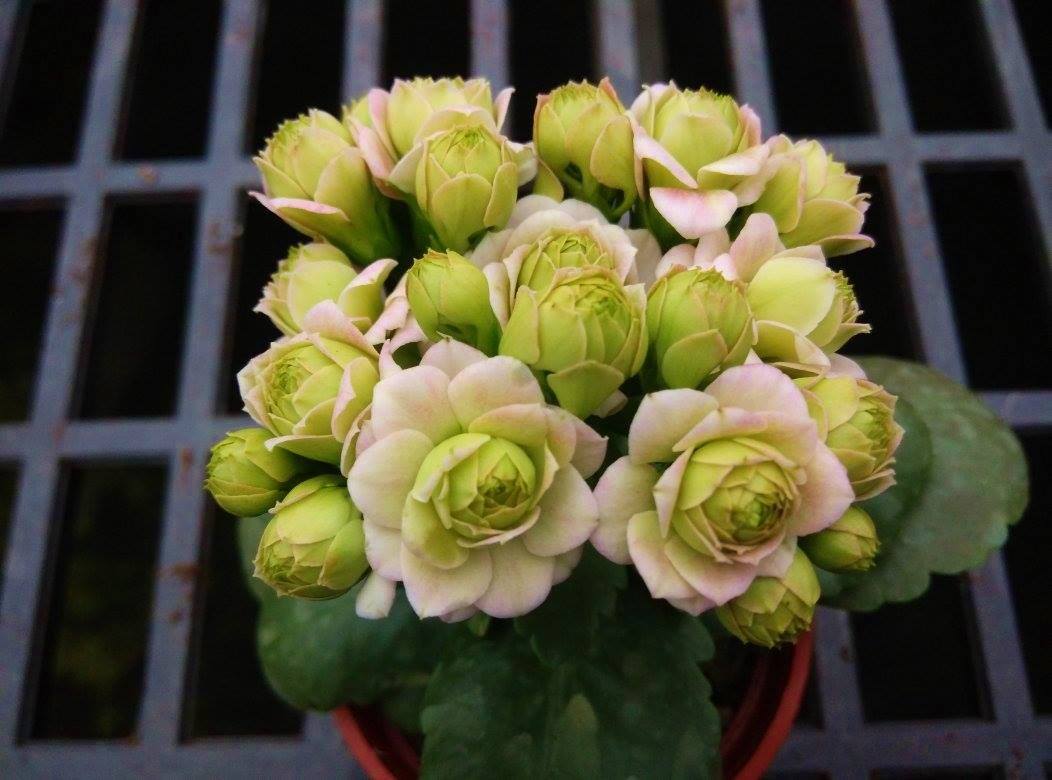 詰雅花卉農園 - 各位花友大家晚安~ ^_^ 明天12/30(一) 為長壽花自取的第一天~ 請注意以下細節!!... | Facebook