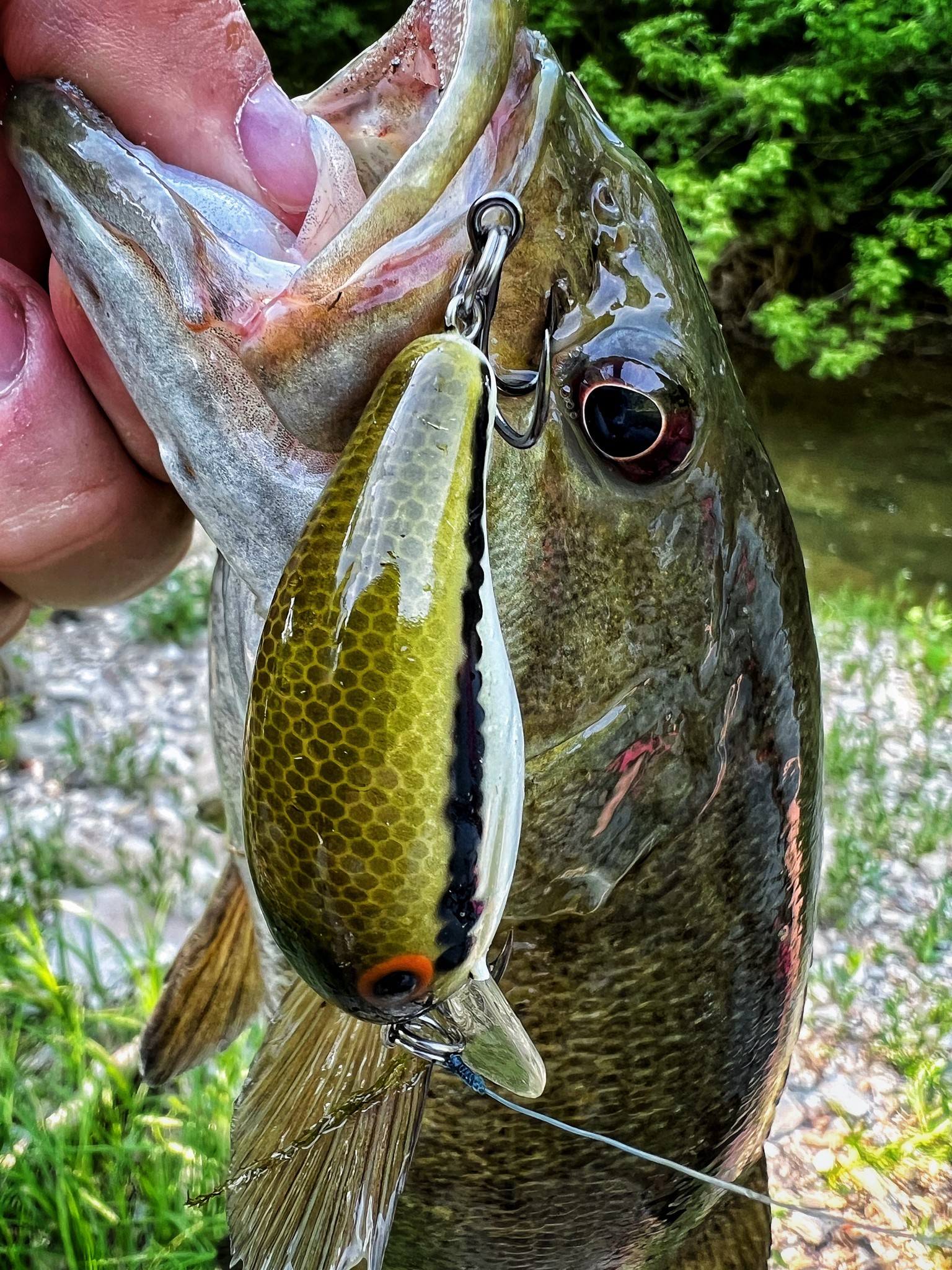 best creek bass lures Top Water Lure Bundle I The 10cm Top 5 