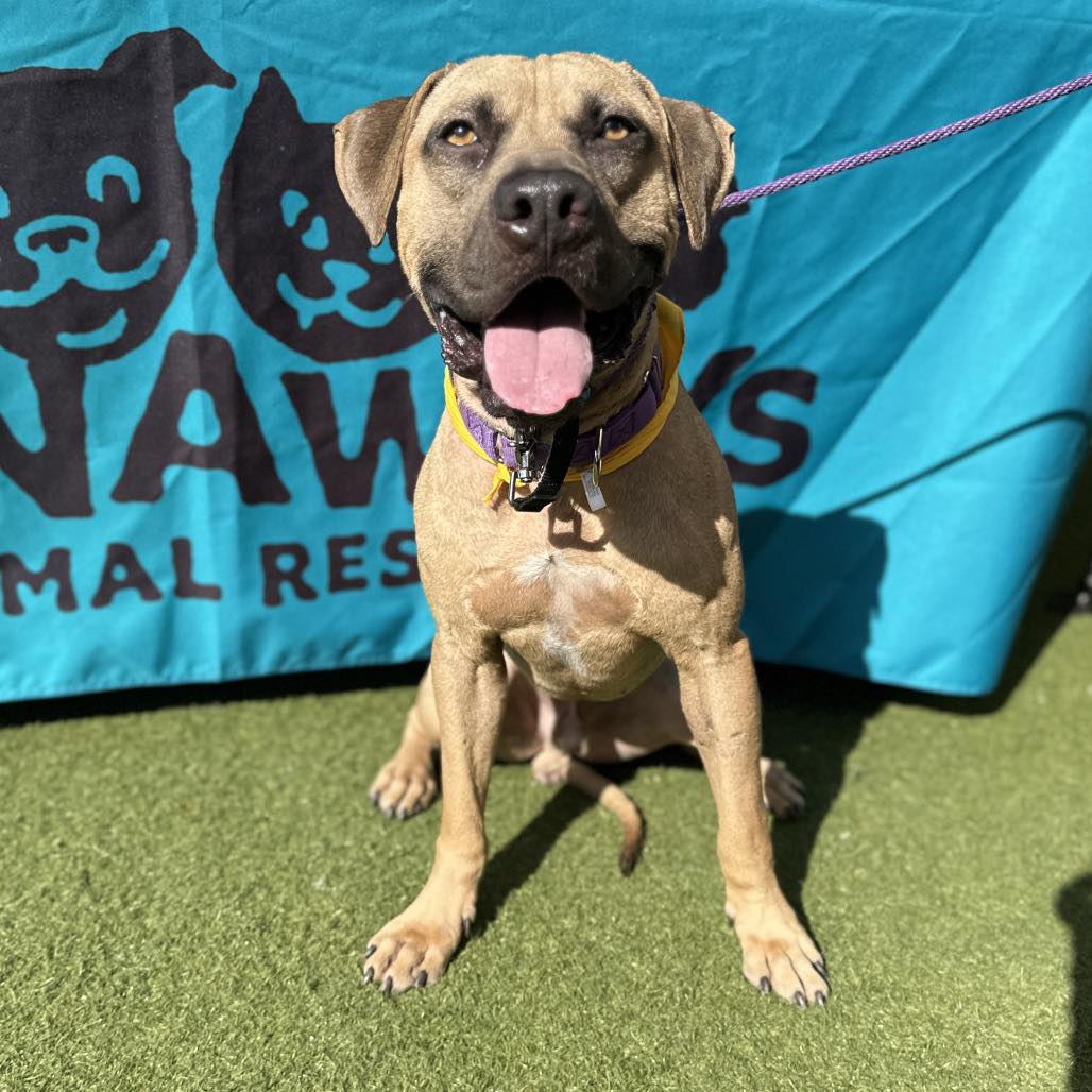 Our kennels are full and We... - The Runaways Animal Rescue | Facebook