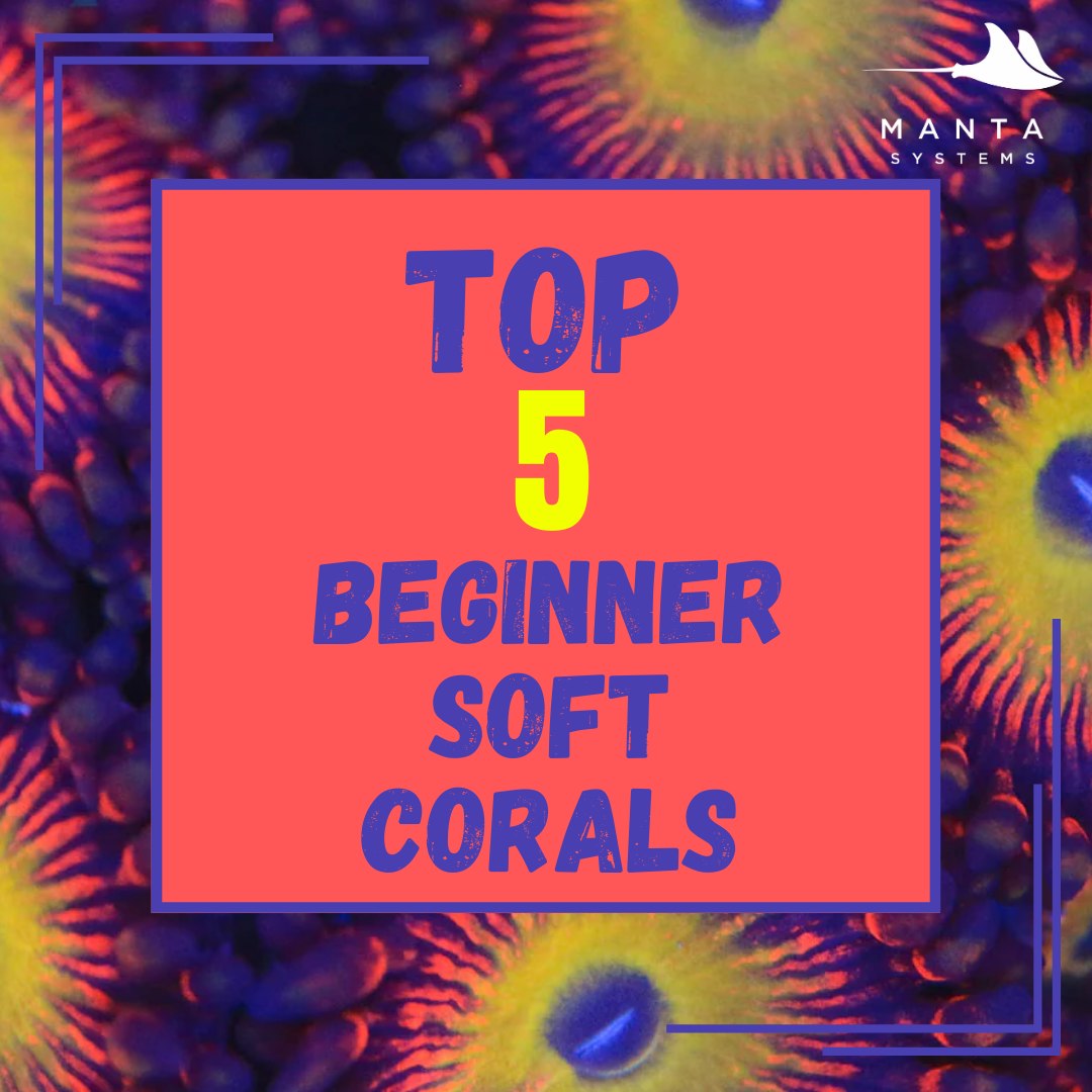 What are some easy corals to grow for a beginner?