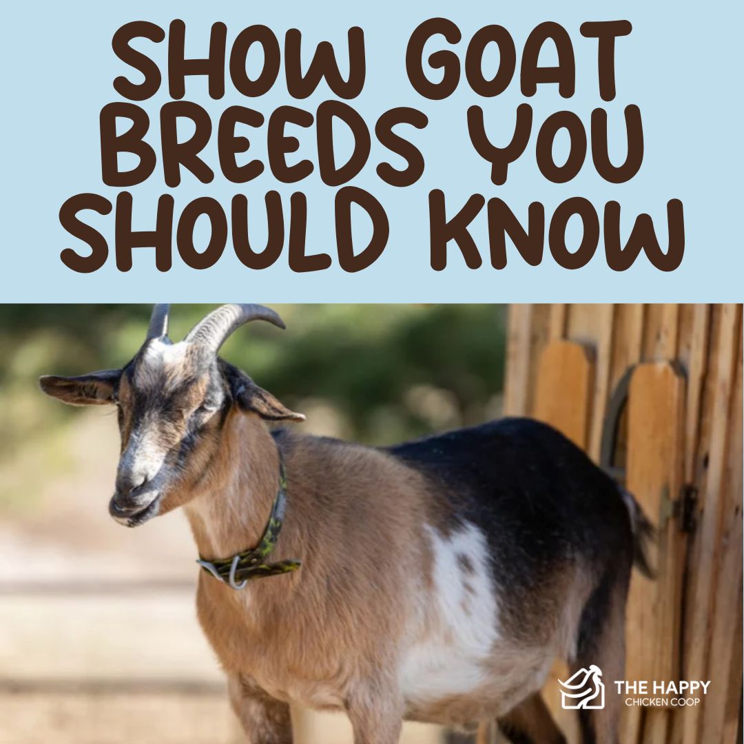 The Happy - This guide highlights the best goat breeds for competitive ...