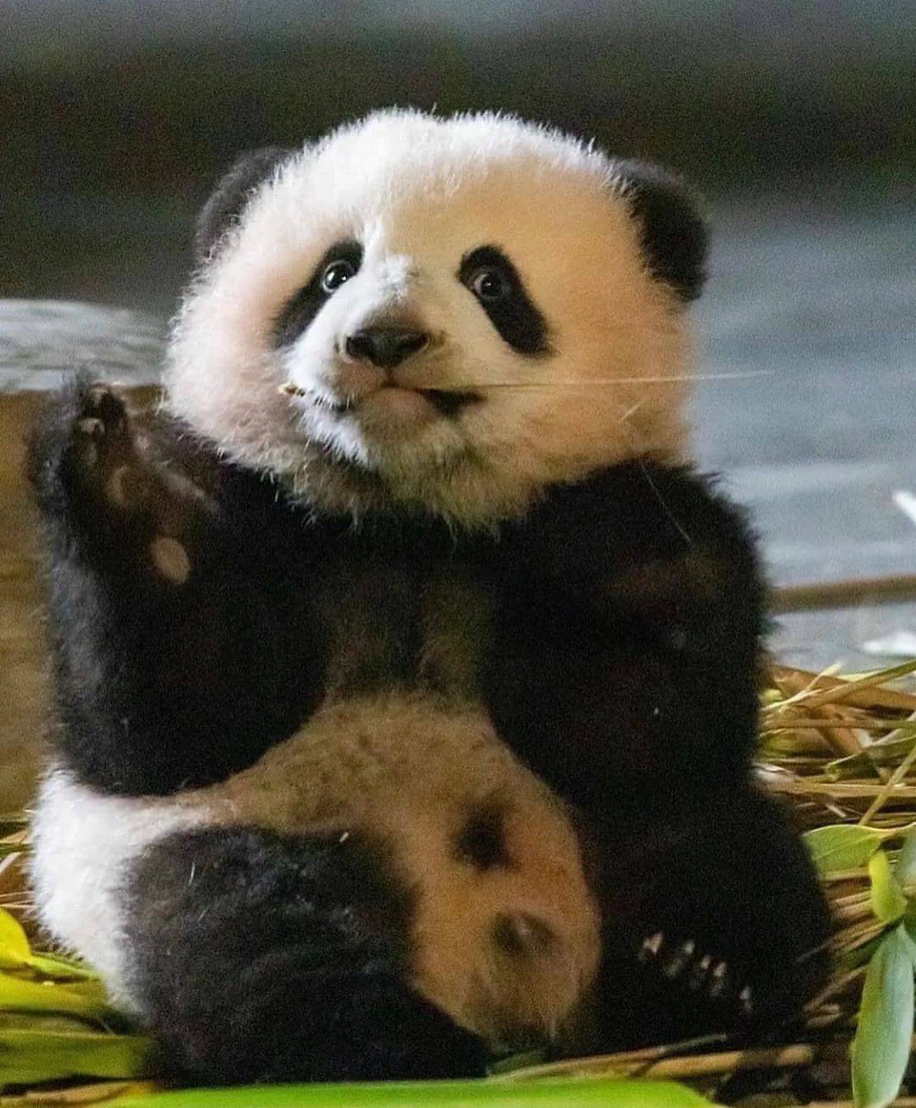 Panda World - Hello there 👋 Follow 👉 Panda World™] 🐼 Follow 👉 Panda ...