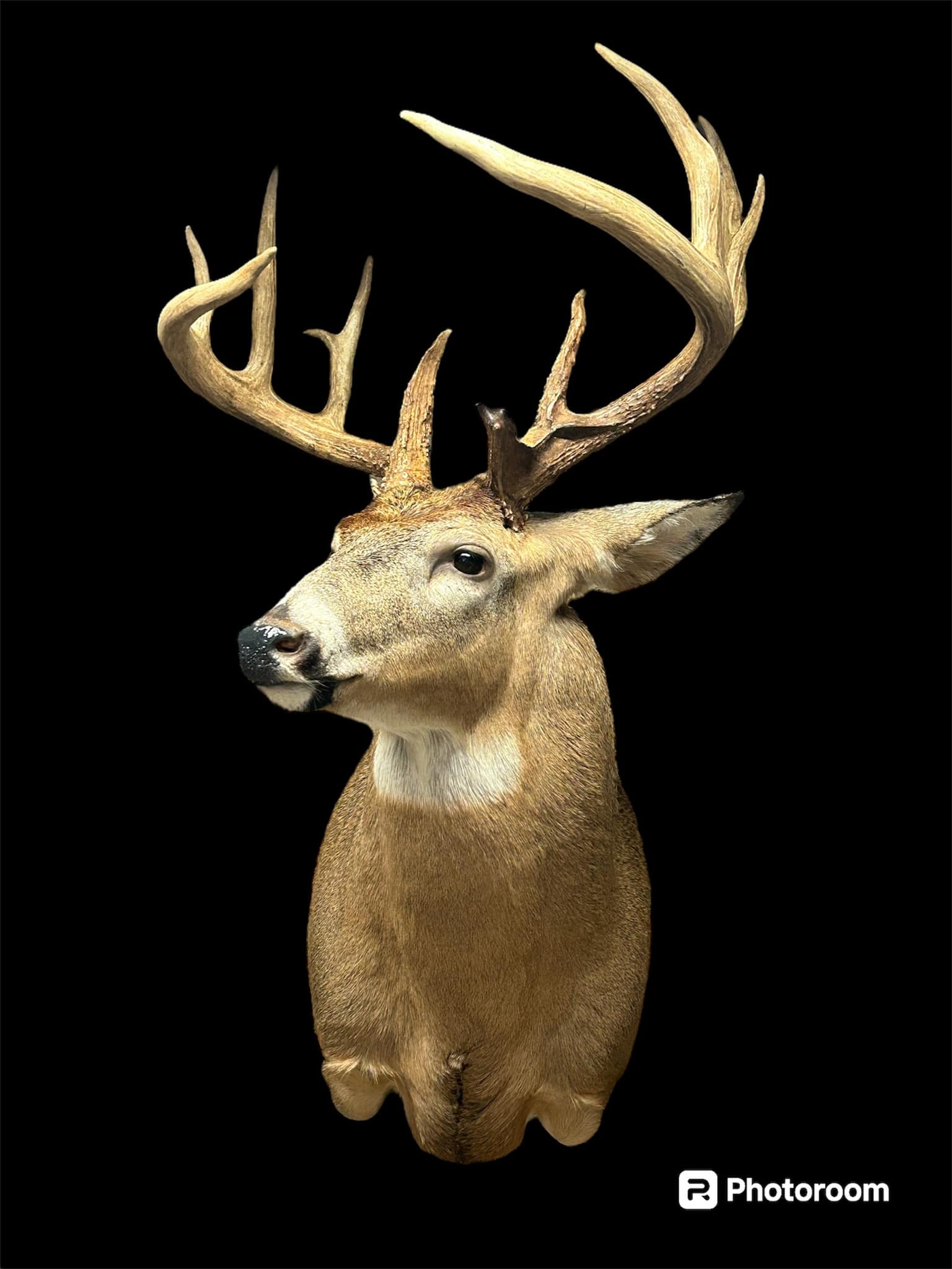 Genesis Taxidermy added a new photo. - Genesis Taxidermy