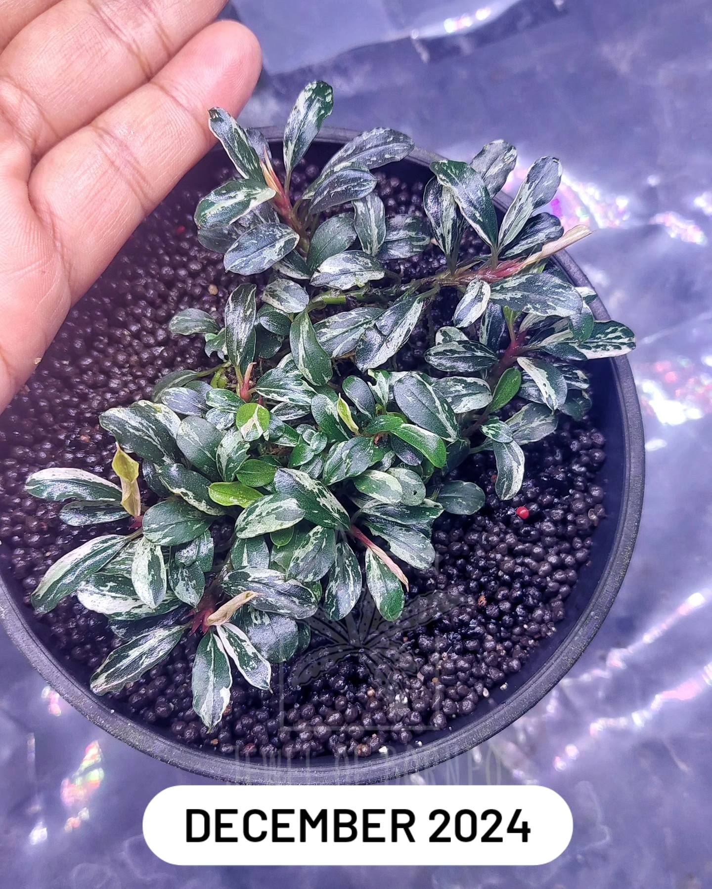 魚用品・水草 Bucephalandra sp. Variegata 2 Clum