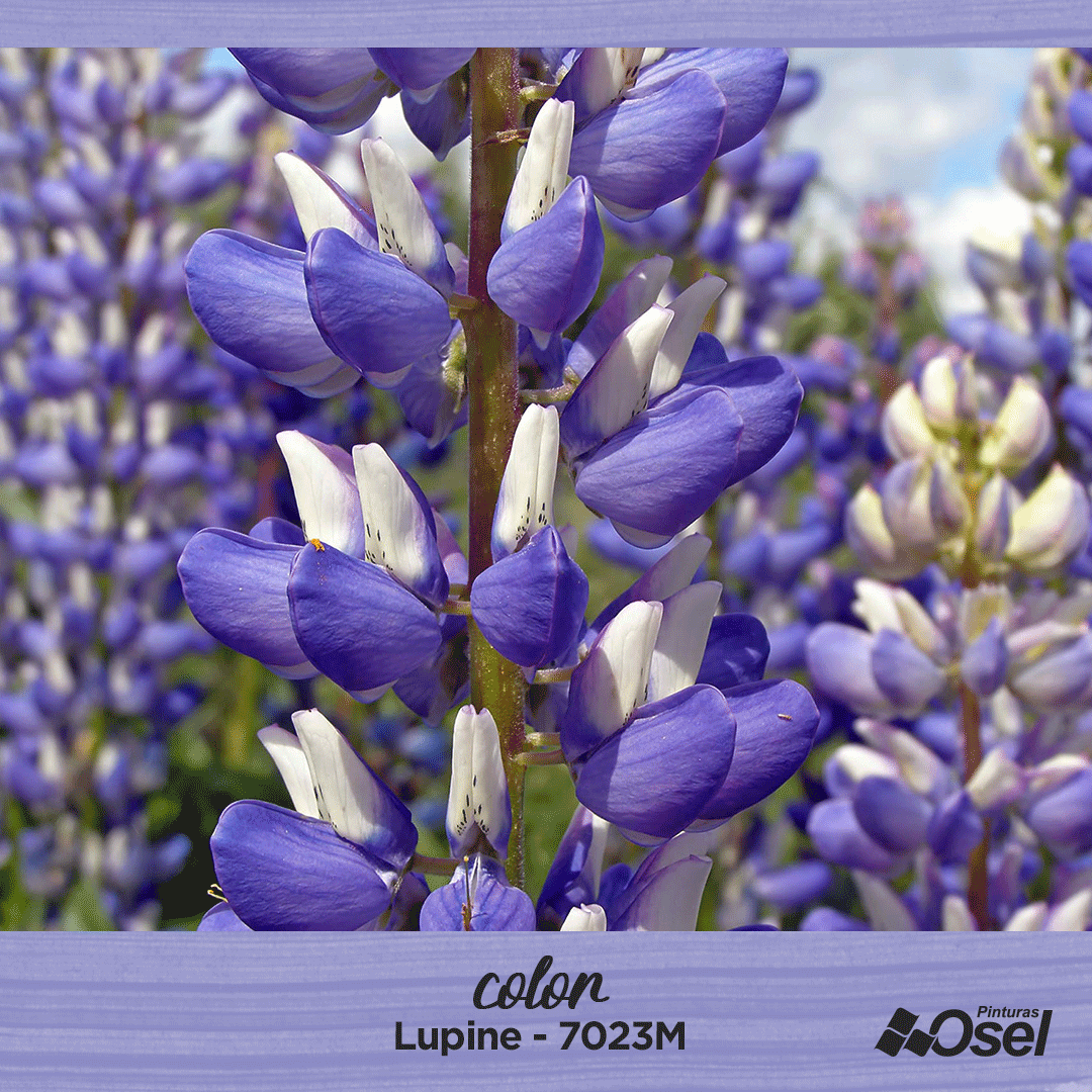 El color Lupine - 7023M,... - Pinturas Osel Villahermosa | Facebook