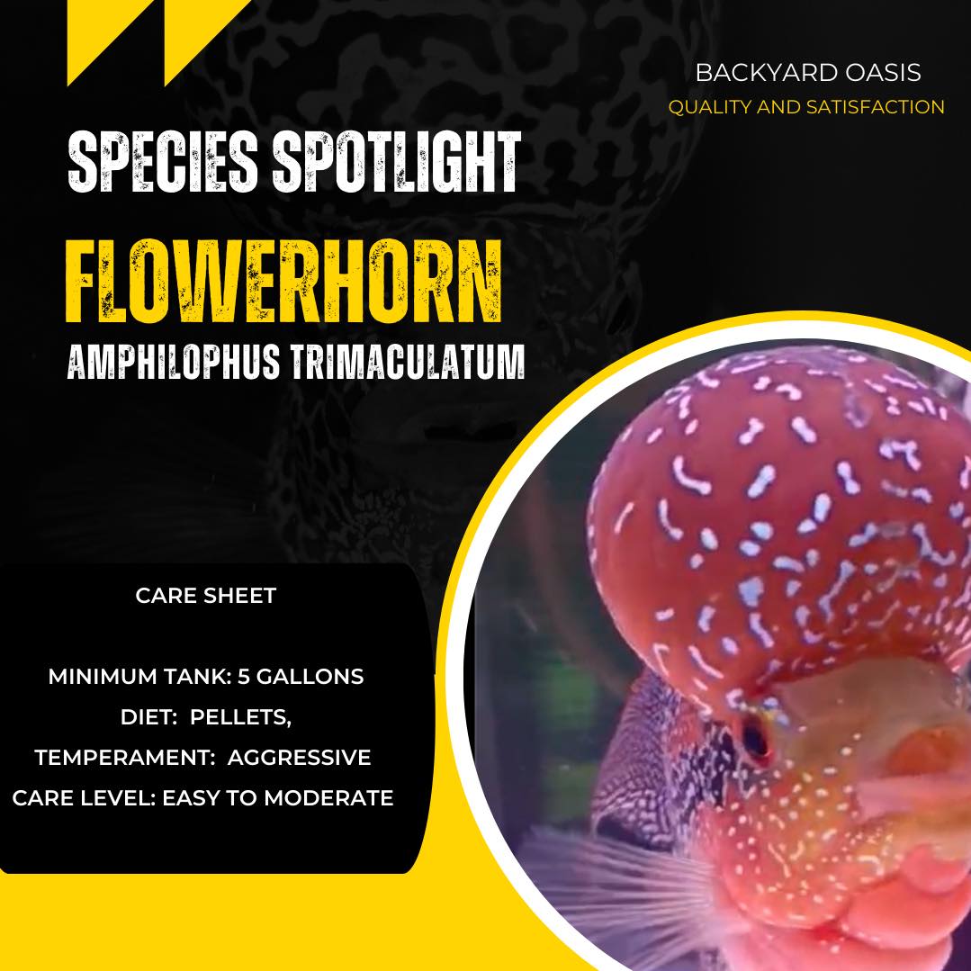Curated visual reference: Gallery Detail: Backyard Flowerhorn Babies Now Available At Backyard Oasis Pet Shop