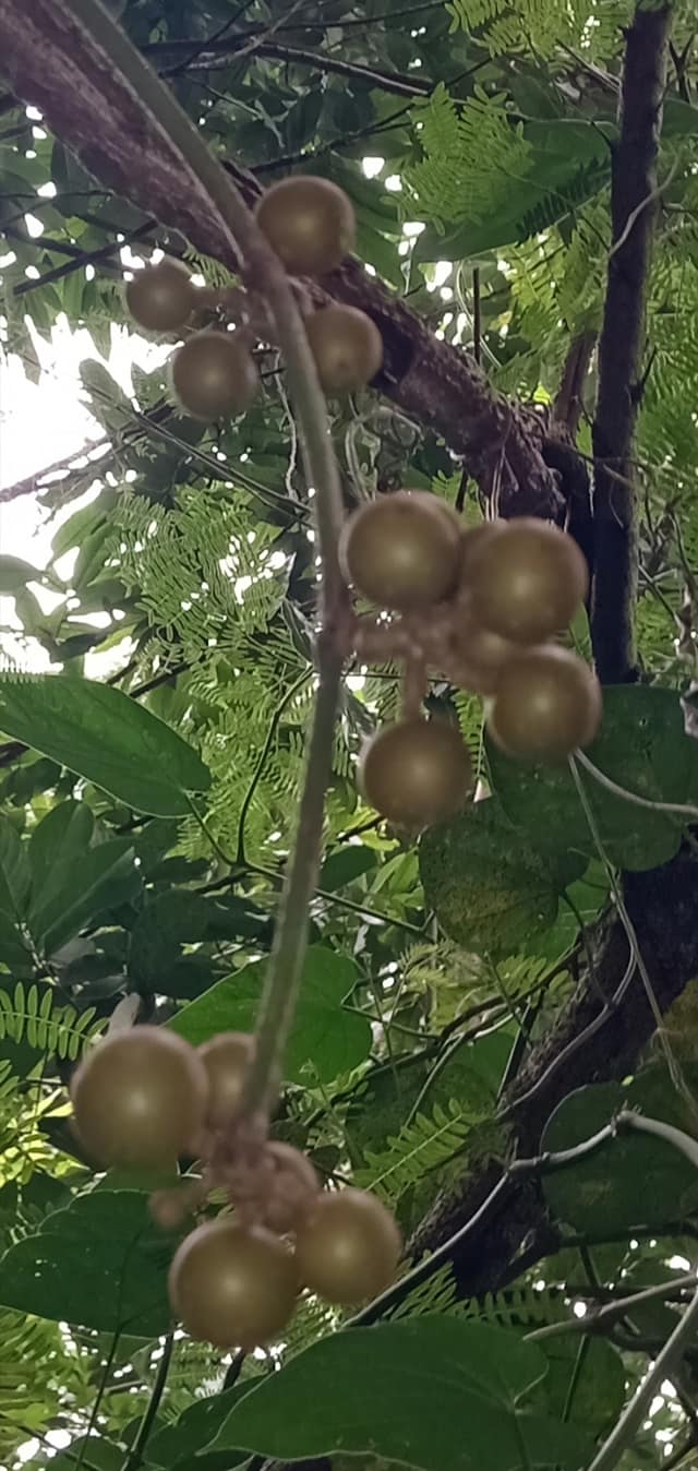 Calumpit Farms | Solano