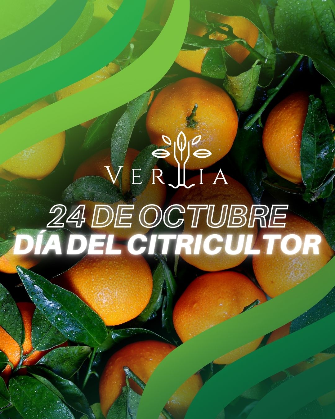 🍊 ¡Feliz Día del... - Vertia 