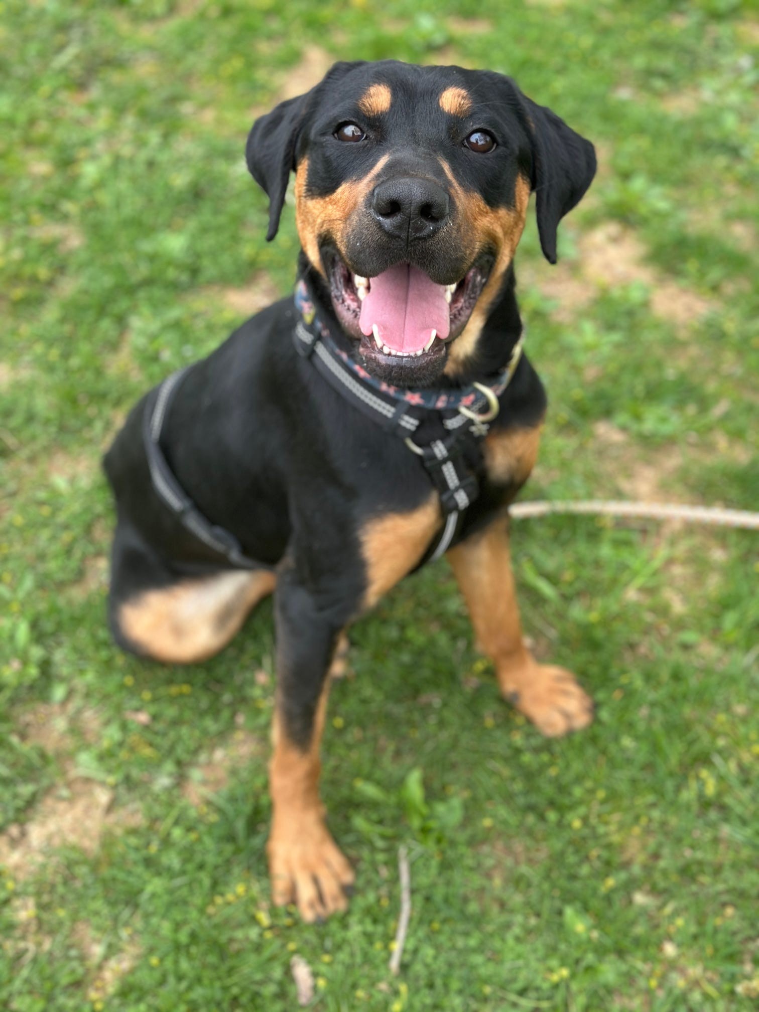 Pennsylvania - Nova 2 year old female rottie mix Open to meeting other ...