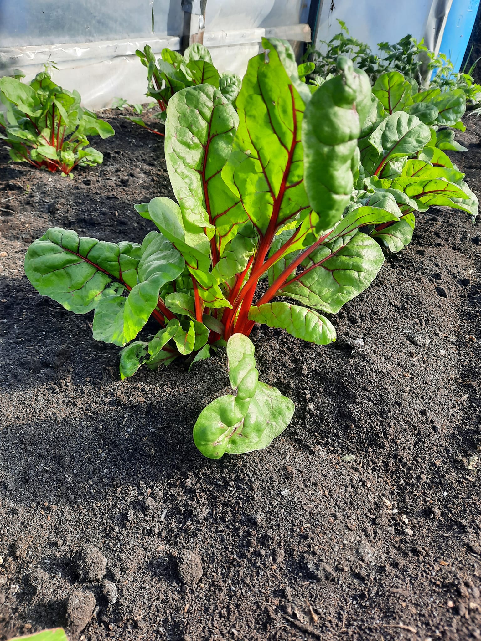 Veggie Box - Zabojček domače zelenjave | Borovnica