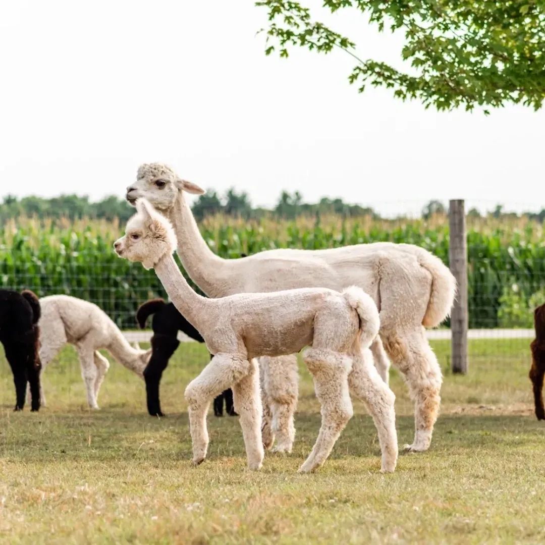 Sabamba Alpaca Ranch & Retail | De Pere WI