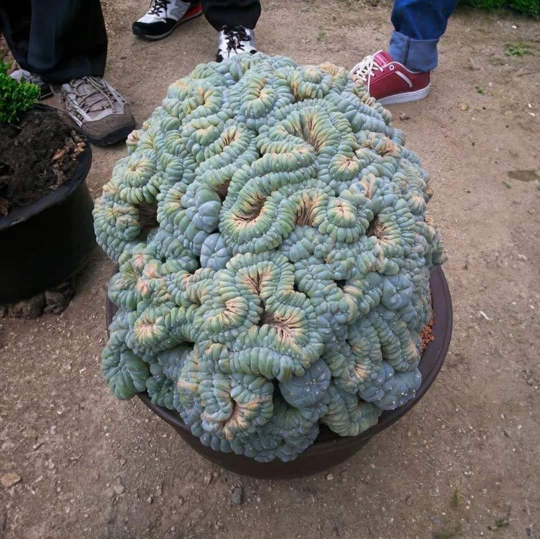 Carmichael Cactus and Succulent Society