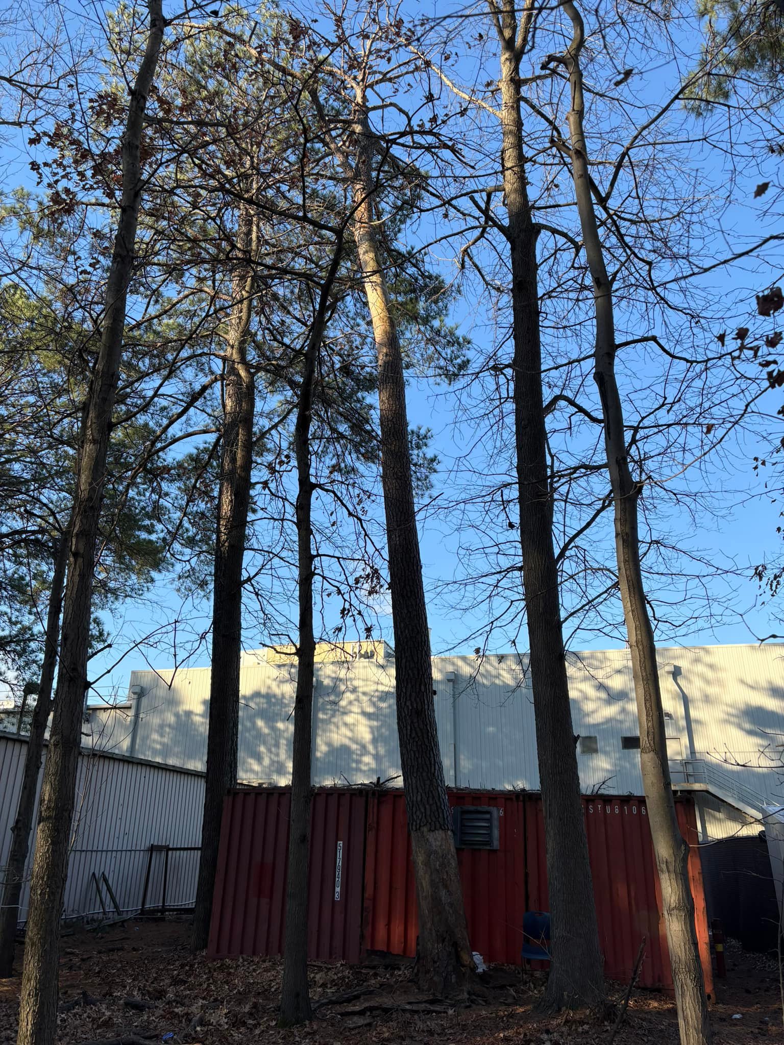 Our Damage Response Team removing a... - The Tree Masters | Facebook