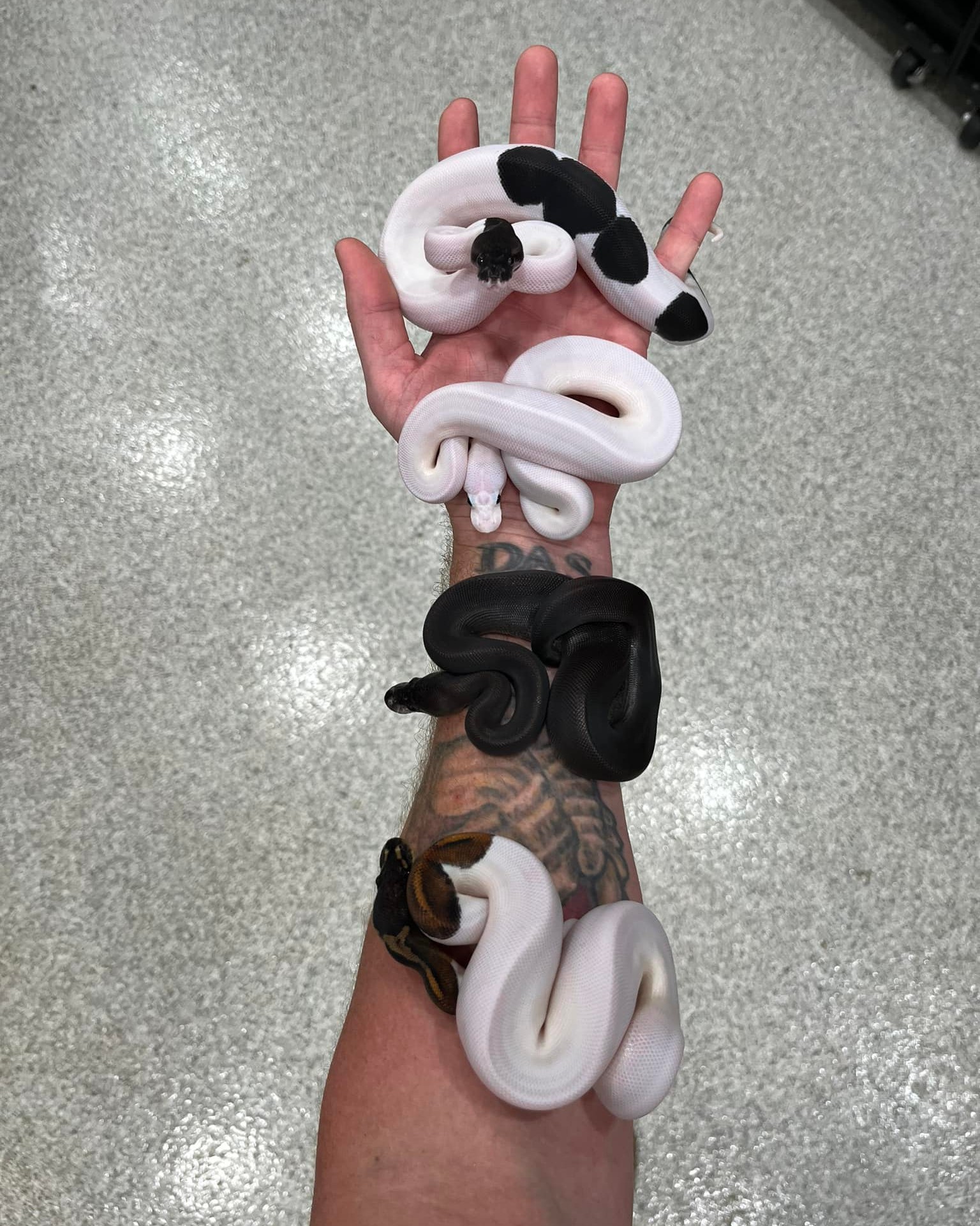 The Reptile - Check out this awesome black and white ball python ...