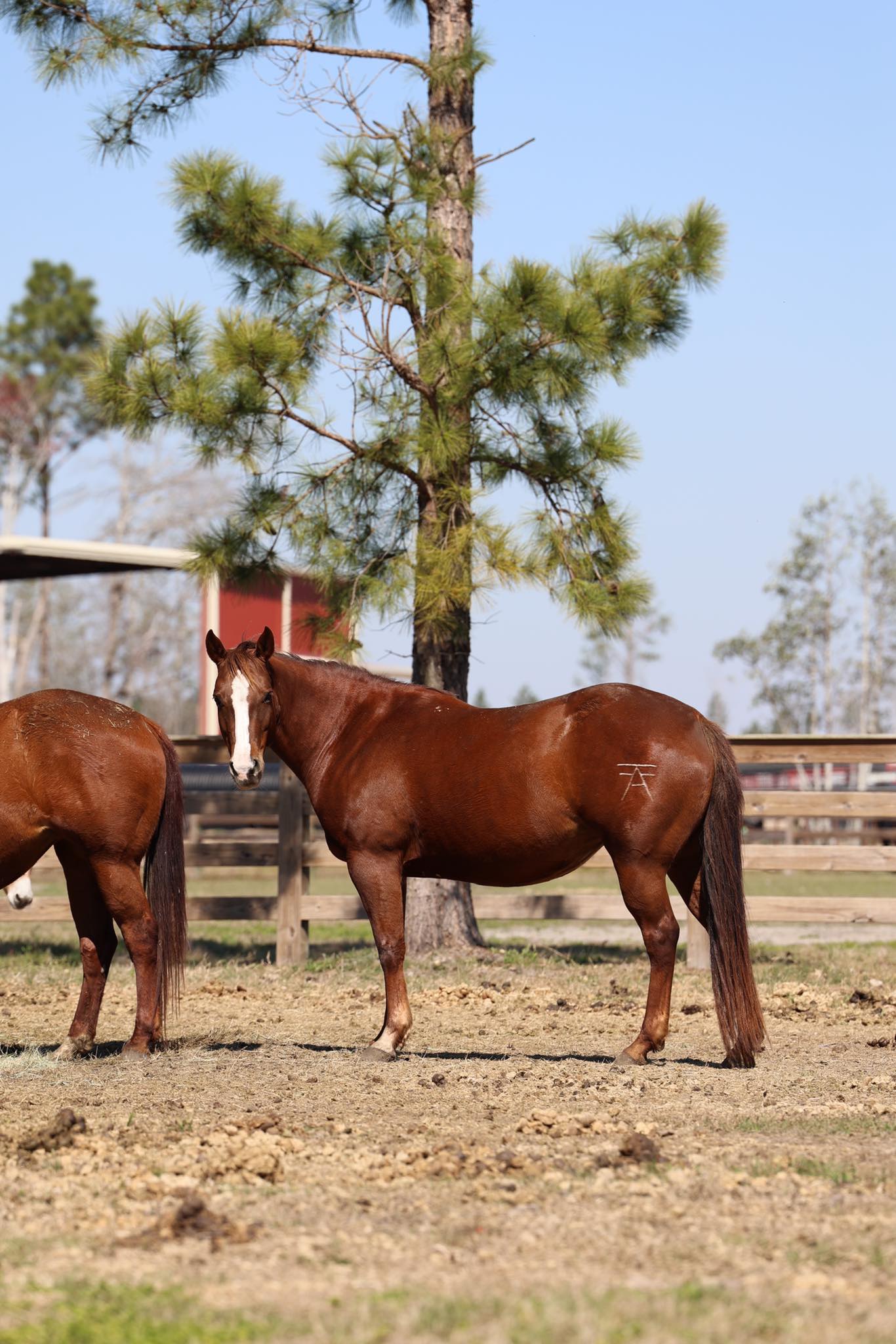 Circle - Multiple Circle F foals will hit the ground this year. Most in ...