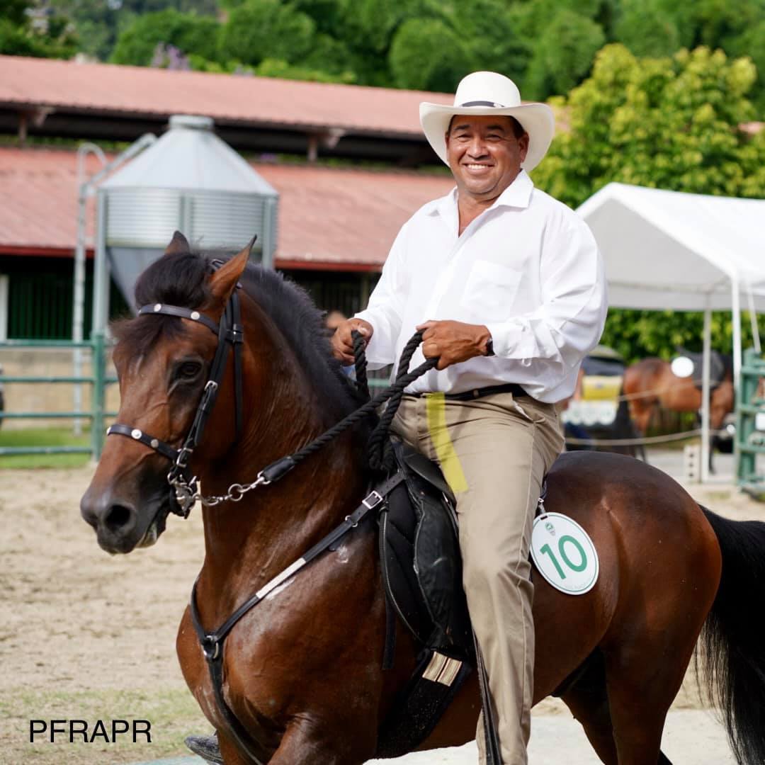 El Pícaro de... - Paso Fino, Raza Autóctona de Puerto Rico | Facebook