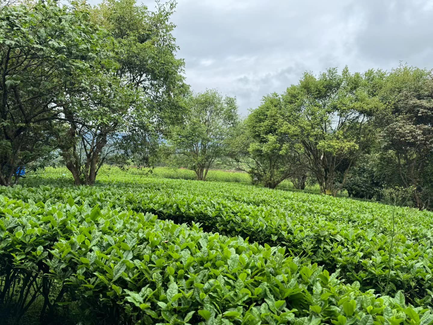 Hunan Tea Group Co., LTD | Changsha