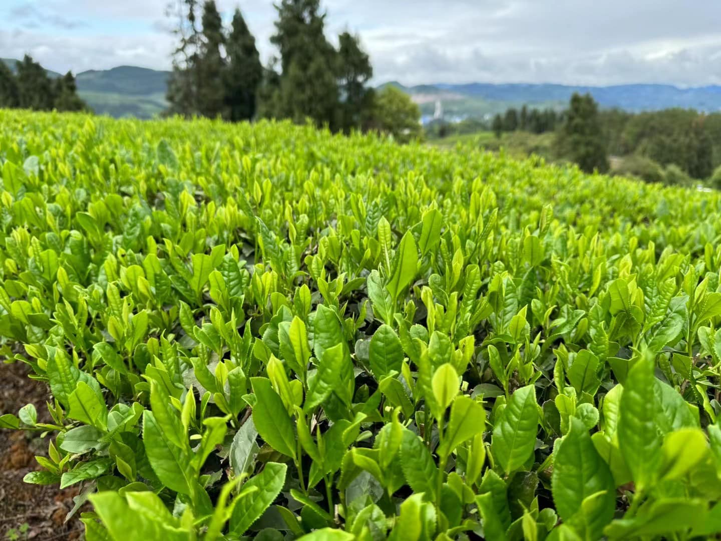 Hunan Tea Group Co., LTD | Changsha