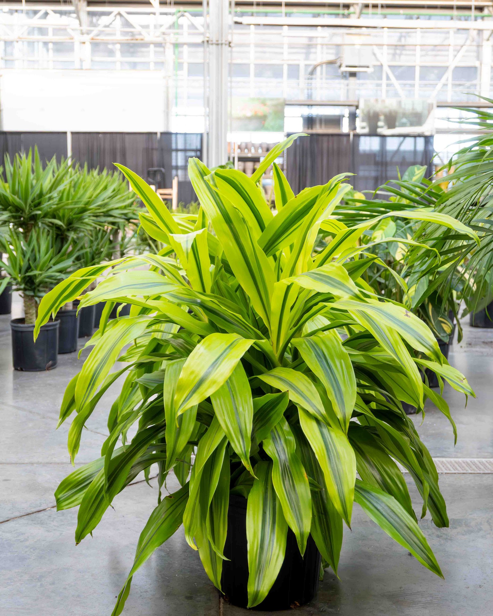 Bring the Tropics Home New Large Tropical Plants Have Arrived