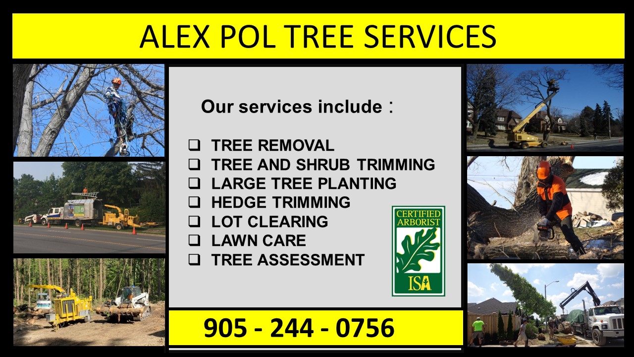 Alex - The summer is around the corner and its' s a good time to trim ...