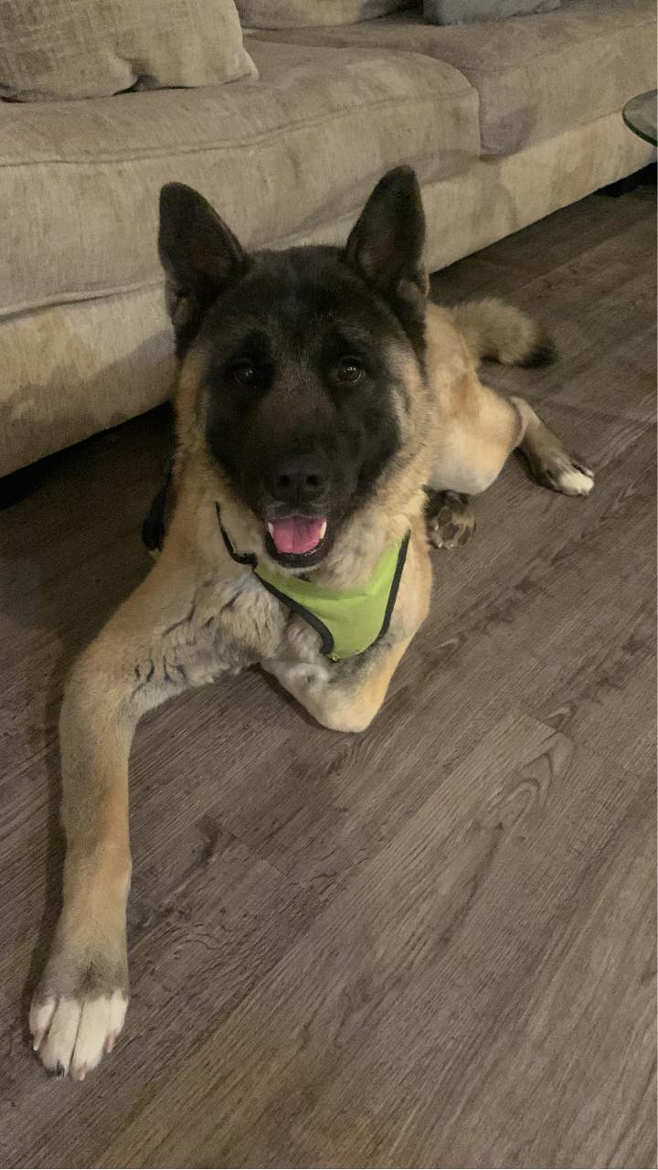 Was originally found but escaped the finder's kennel. Jessica