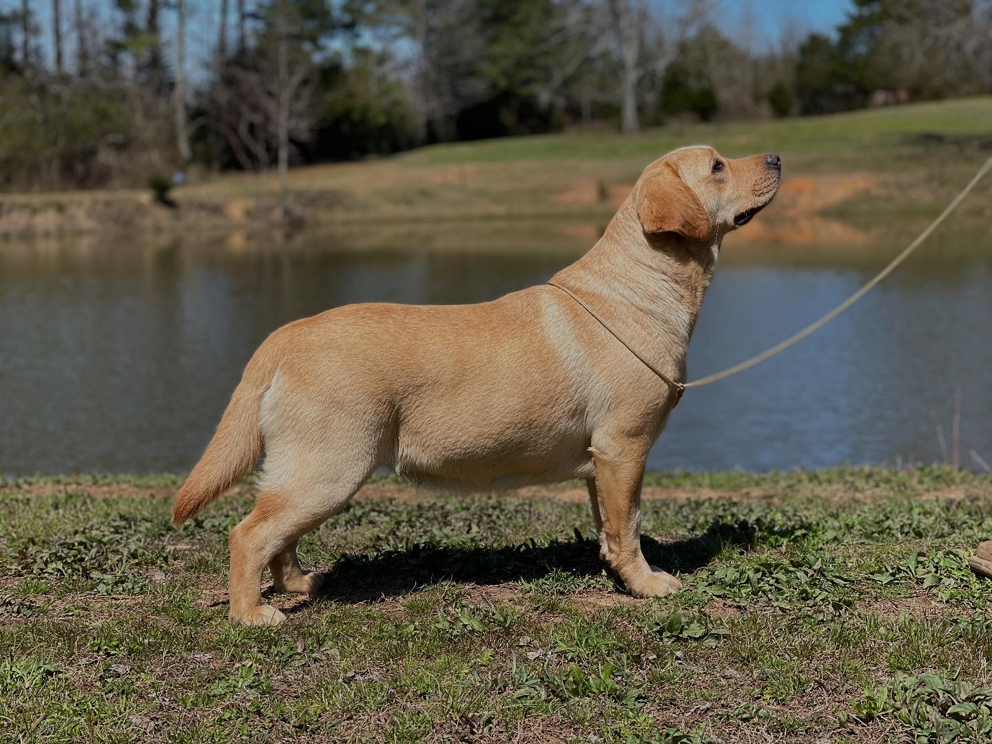 Tried & True Labradors