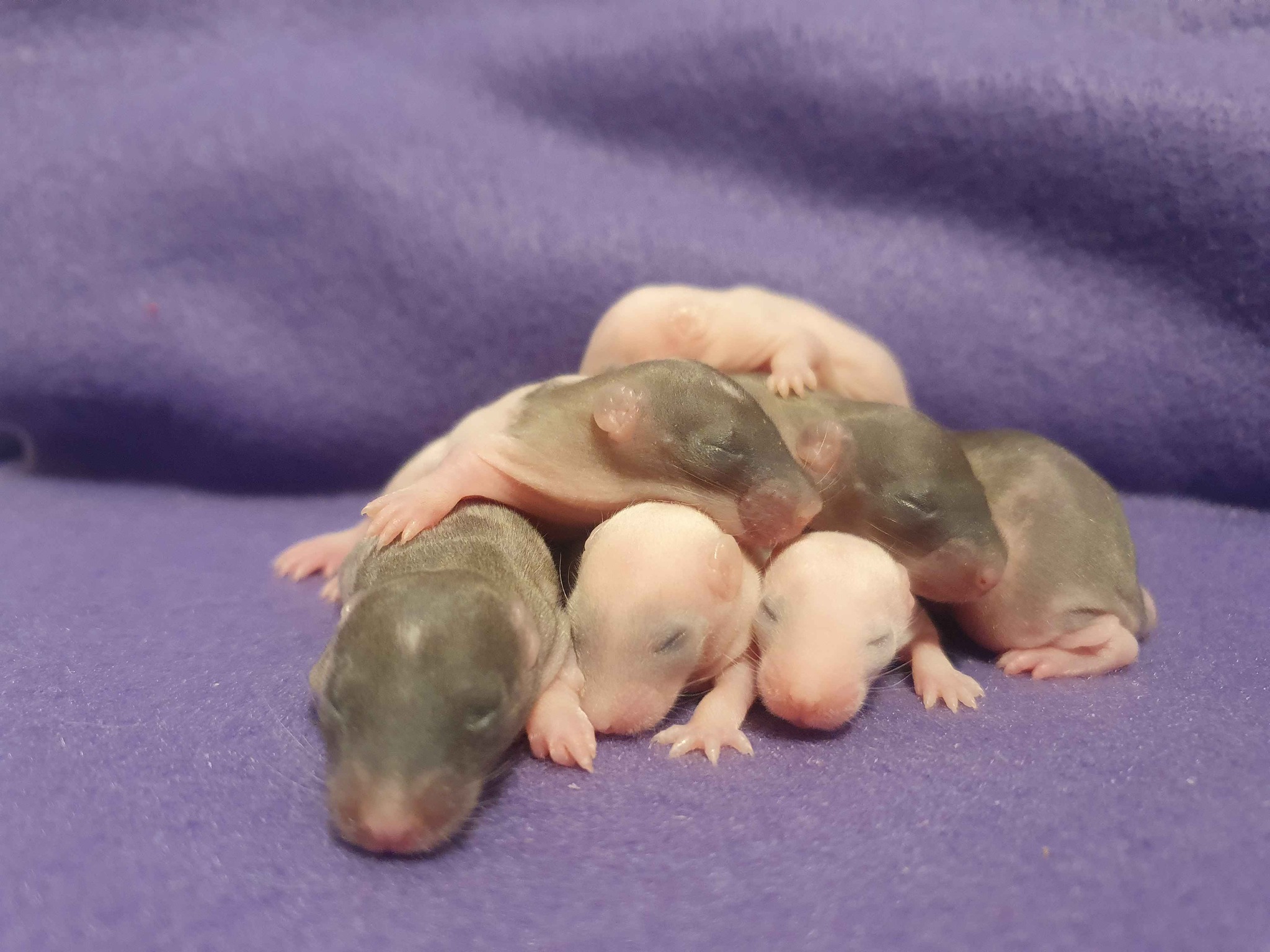 White Rose Rattery