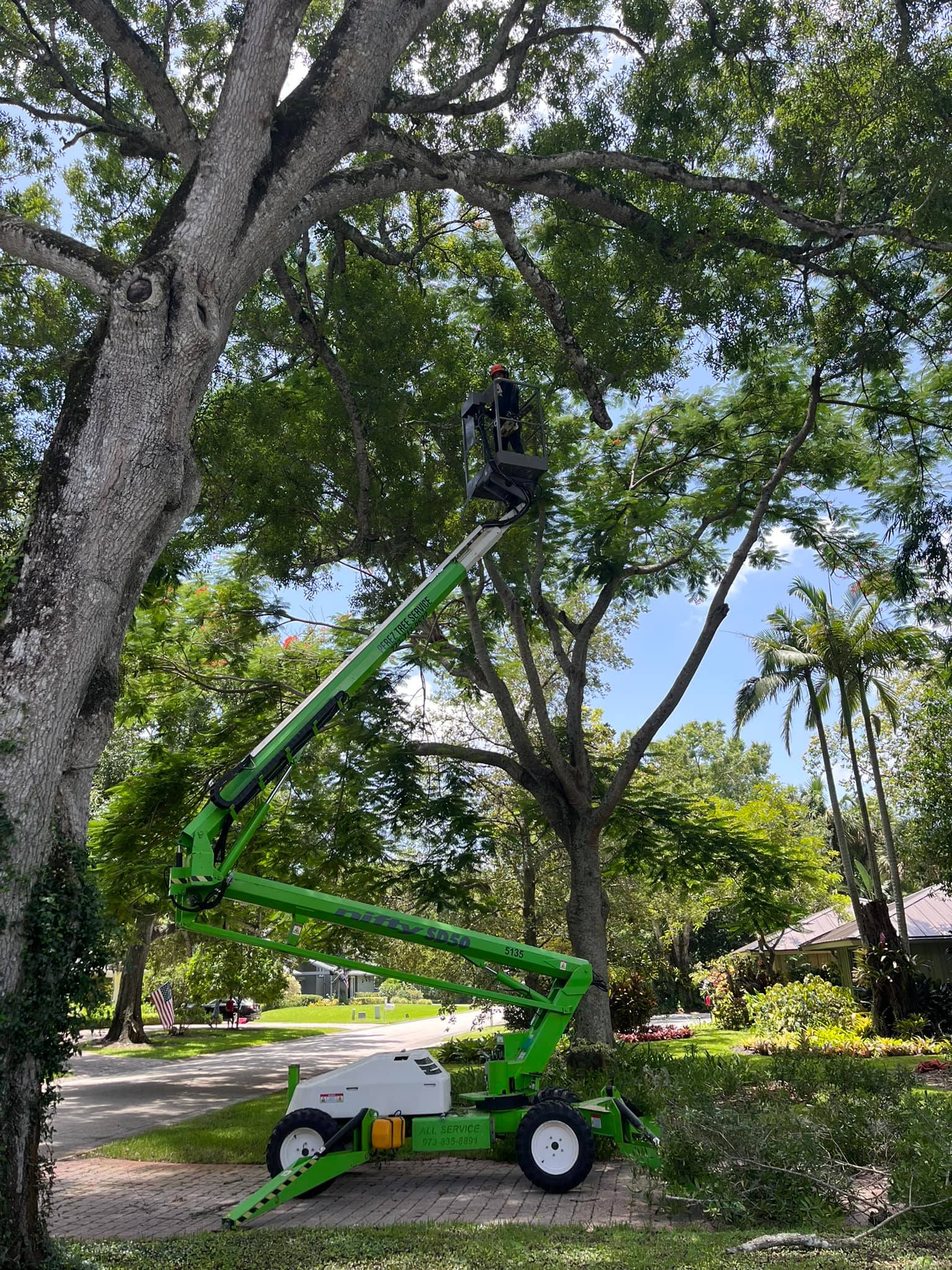 Perez Tree service LLC | Vero Beach FL