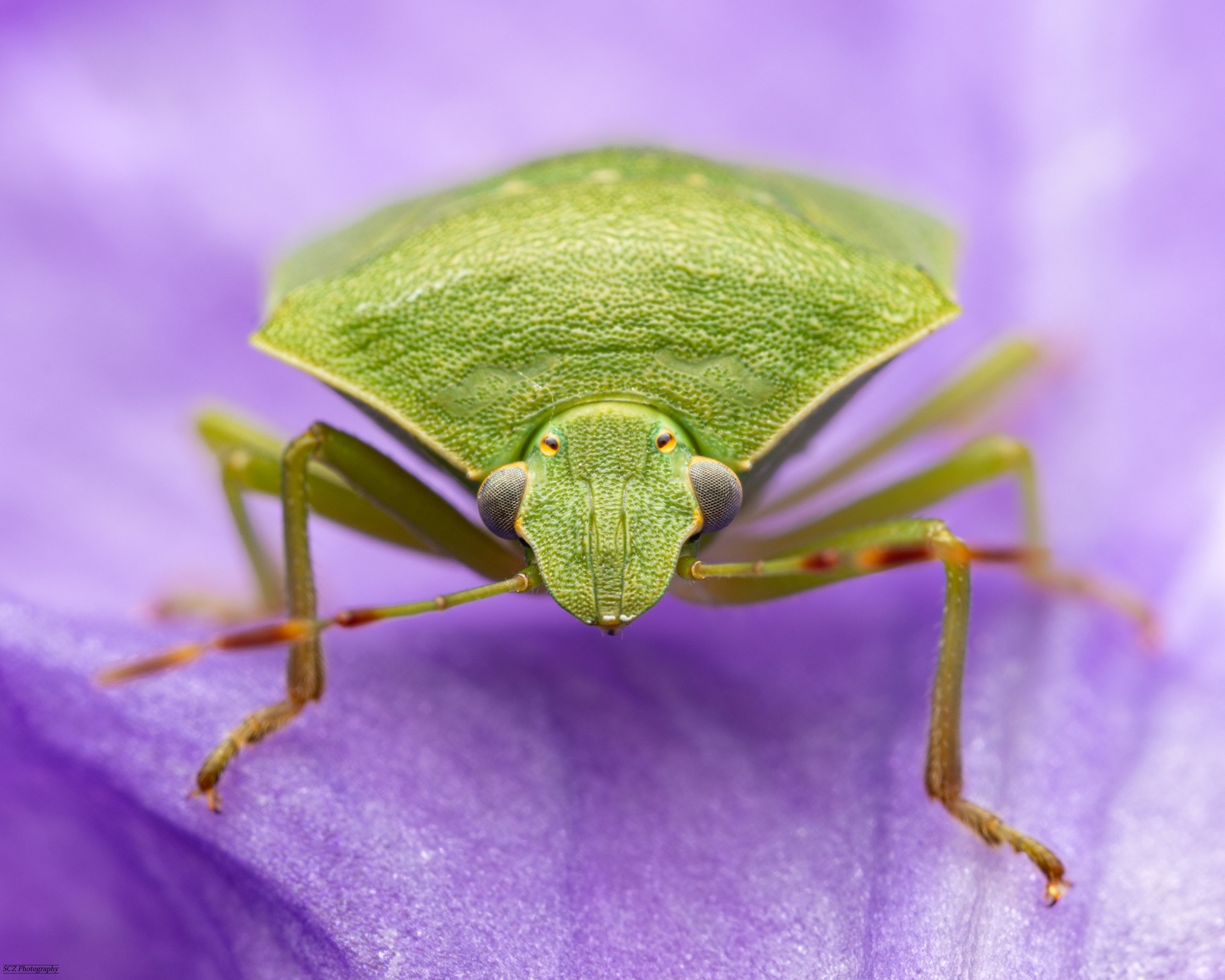 A bit of color today with the Green shield Bug! (Nezara viridula)