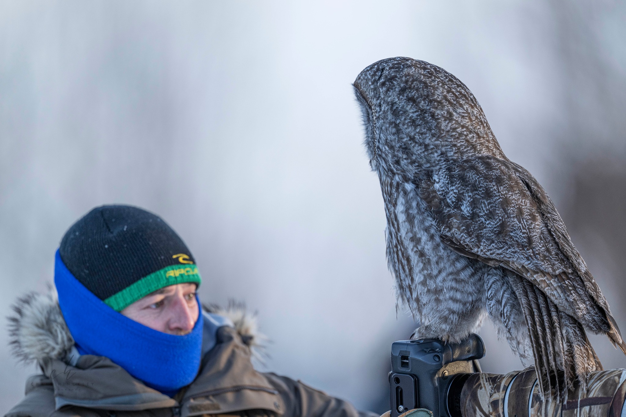 Great Grey Owl Encounter in Northern Minnesota
