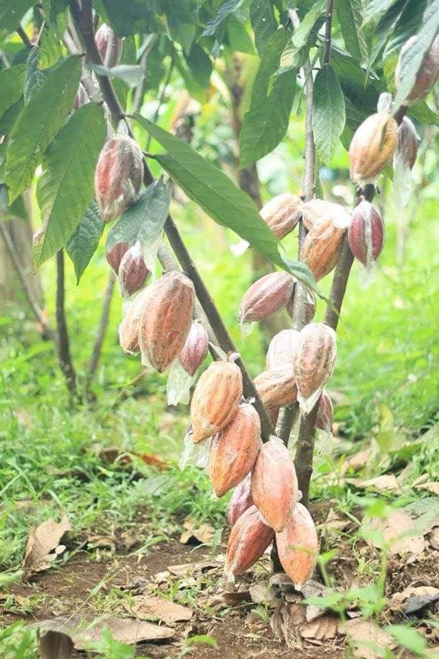 Rosit Cacao Farms & Banana Tissue Culture Laboratory | Davao City
