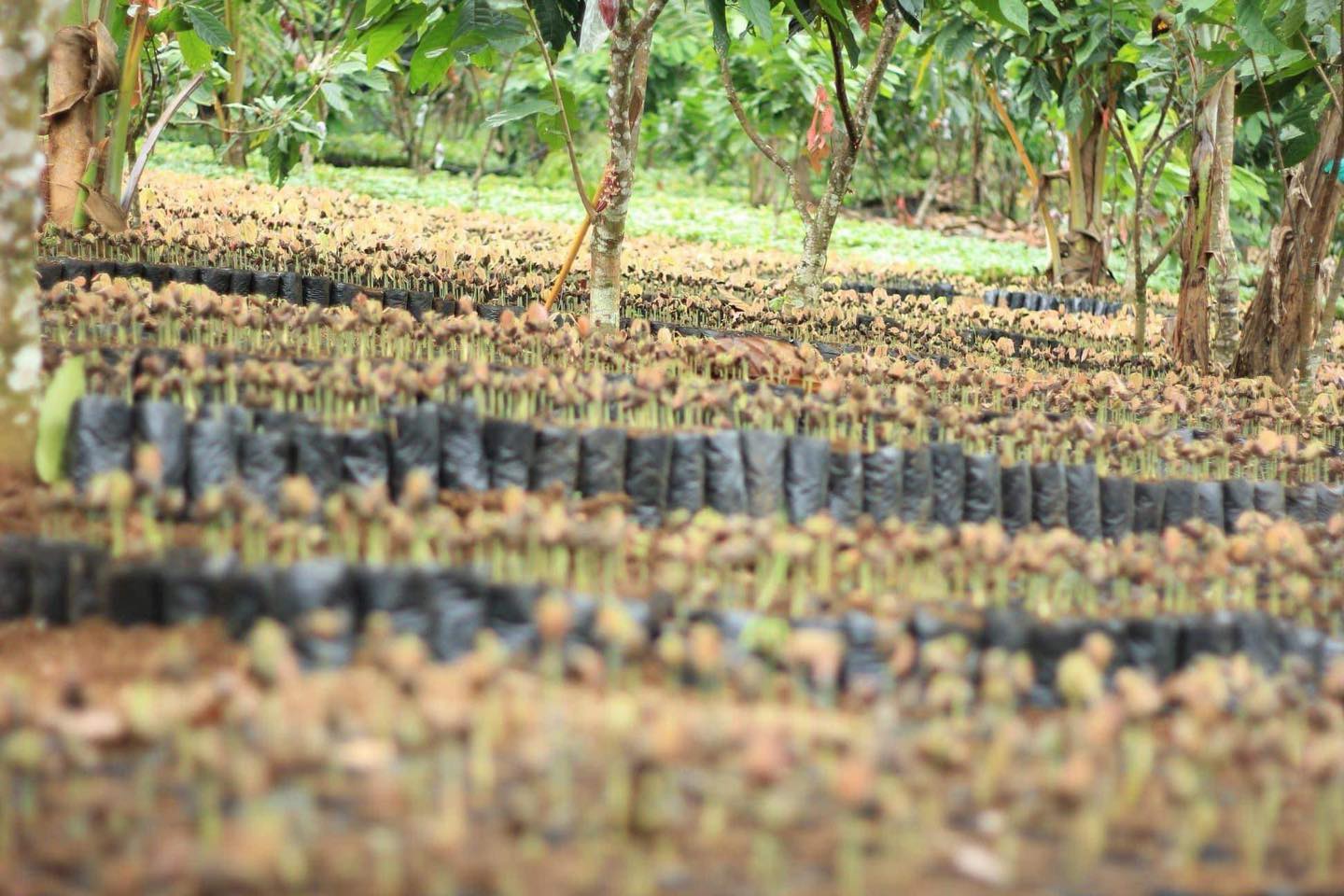 Rosit Cacao Farms & Banana Tissue Culture Laboratory | Davao City