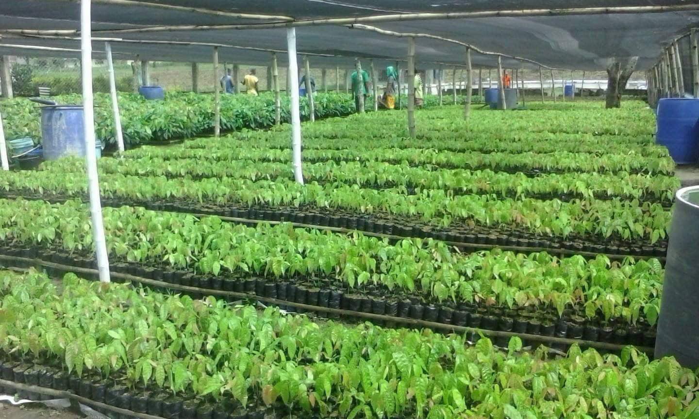 Rosit Cacao Farms & Banana Tissue Culture Laboratory | Davao City