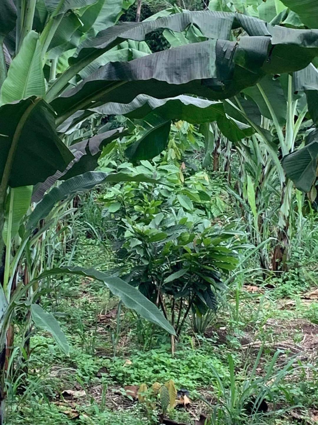 Rosit Cacao Farms & Banana Tissue Culture Laboratory | Davao City