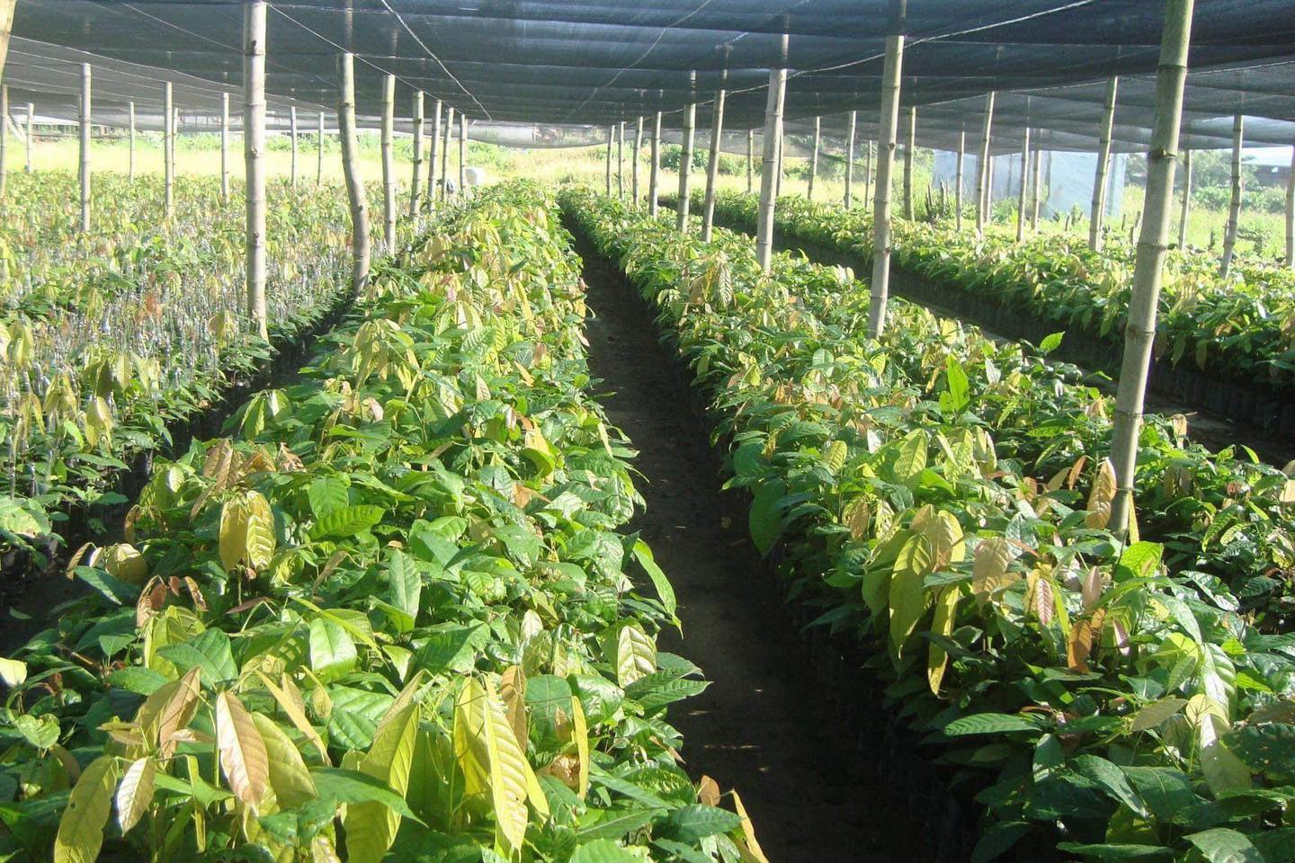 Rosit Cacao Farms & Banana Tissue Culture Laboratory | Davao City