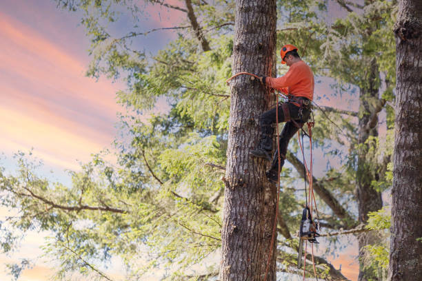 Bishops Tree Service Inc. | Virginia Beach VA