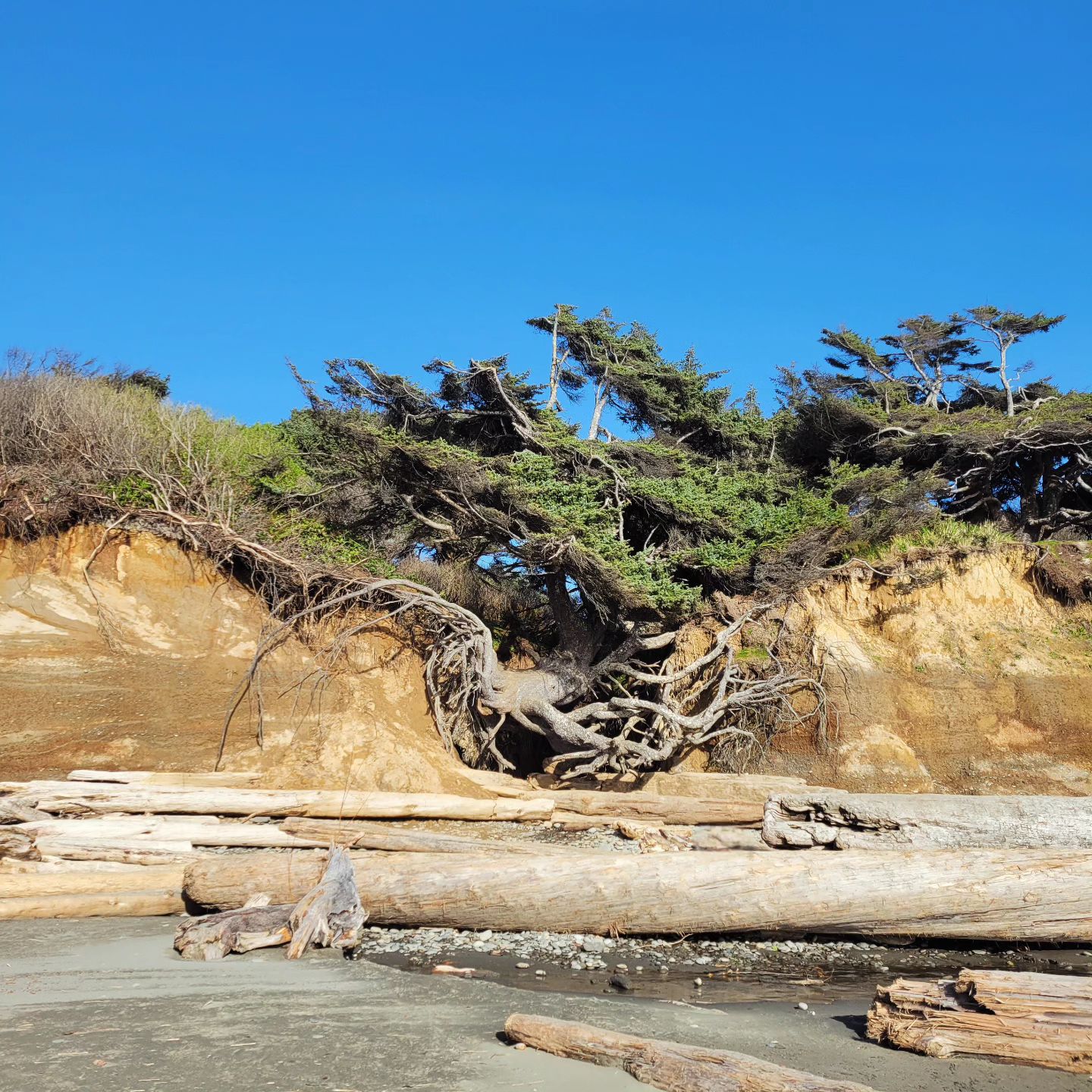 Is the Tree of Life still standing in Olympic National Park?