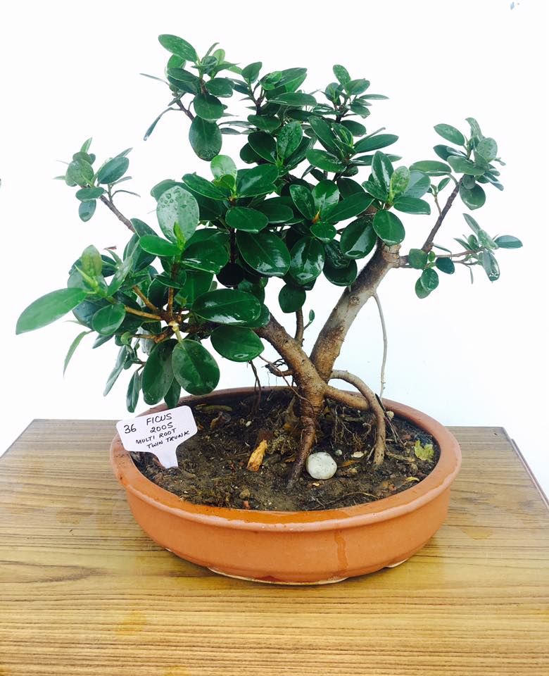 Saka Bonsai | New Delhi